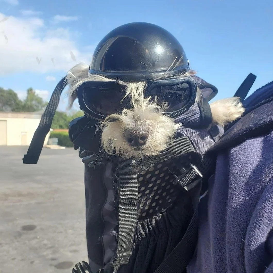 Casco per animali domestici, antivento, Occhiali anti UV per cani con per cani di taglia piccola/media (nero)