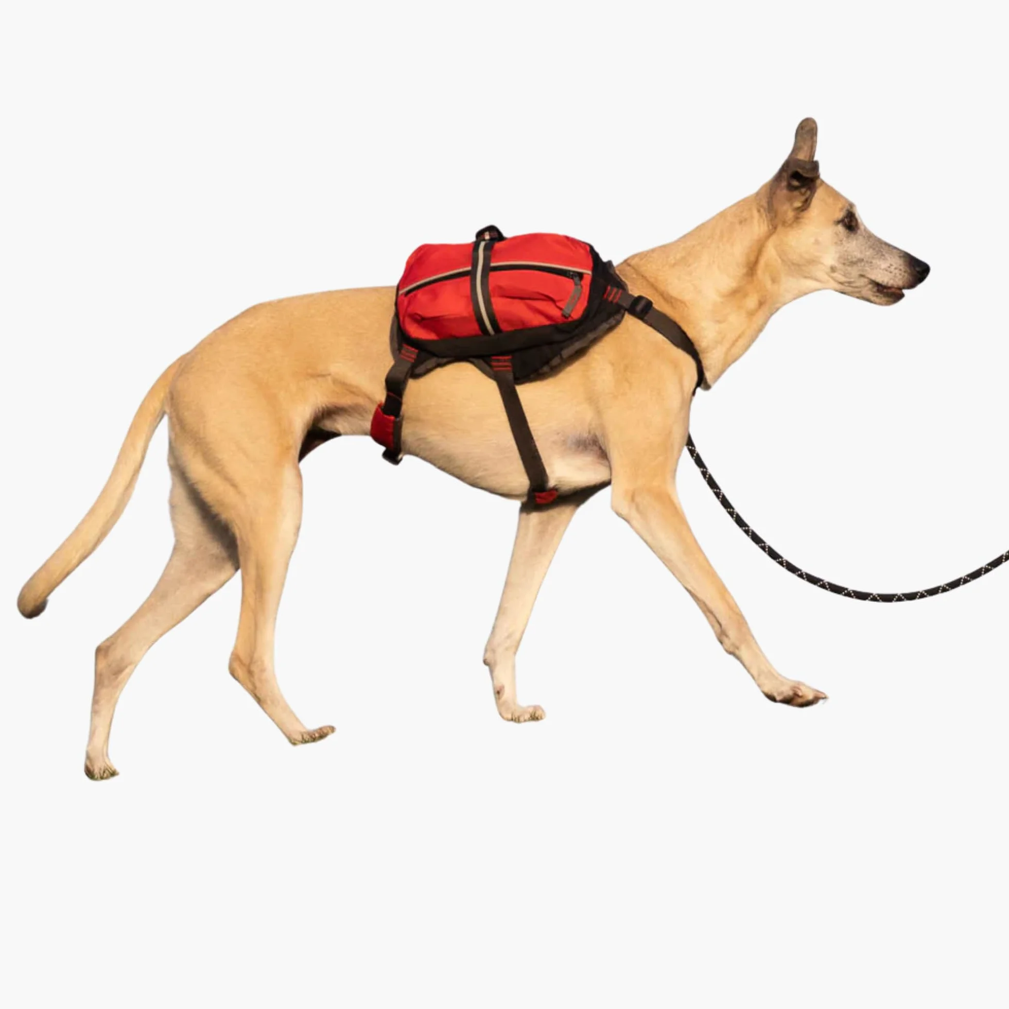 iEnergy Zaino per cani MAL - Zaino per cani - Zaino resistente alle intemperie per cani - Zaino da trekking ben imbottito, Rosso, Piccolo