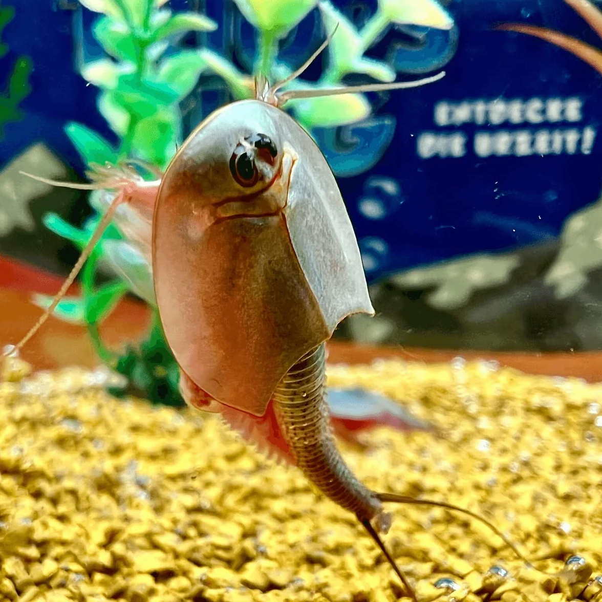 Zestaw do hodowli Triops longicaudatus z pokarmem