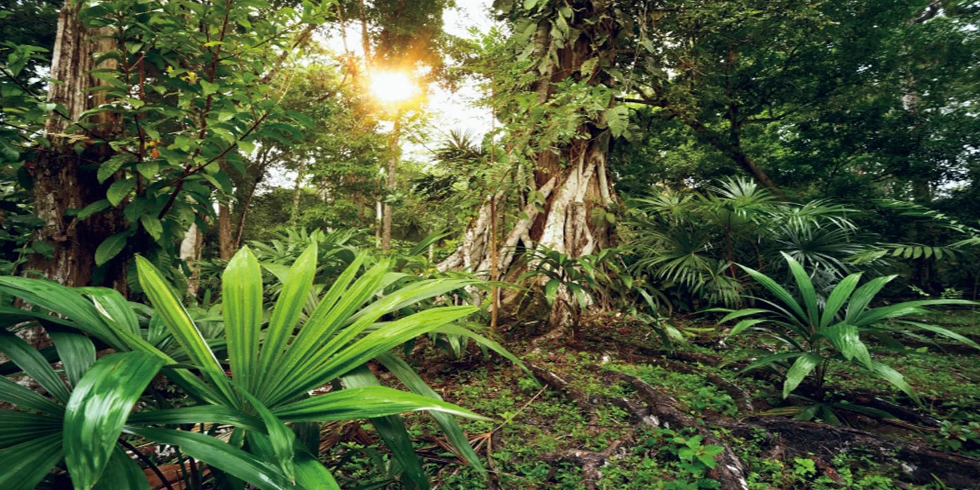91x50cm Foresta Profonda Terrario Sfondo Sole Piante Tropicali Alberi Acquario Sfondo Foresta pluviale Rettile Habitat Sfondo Vinile