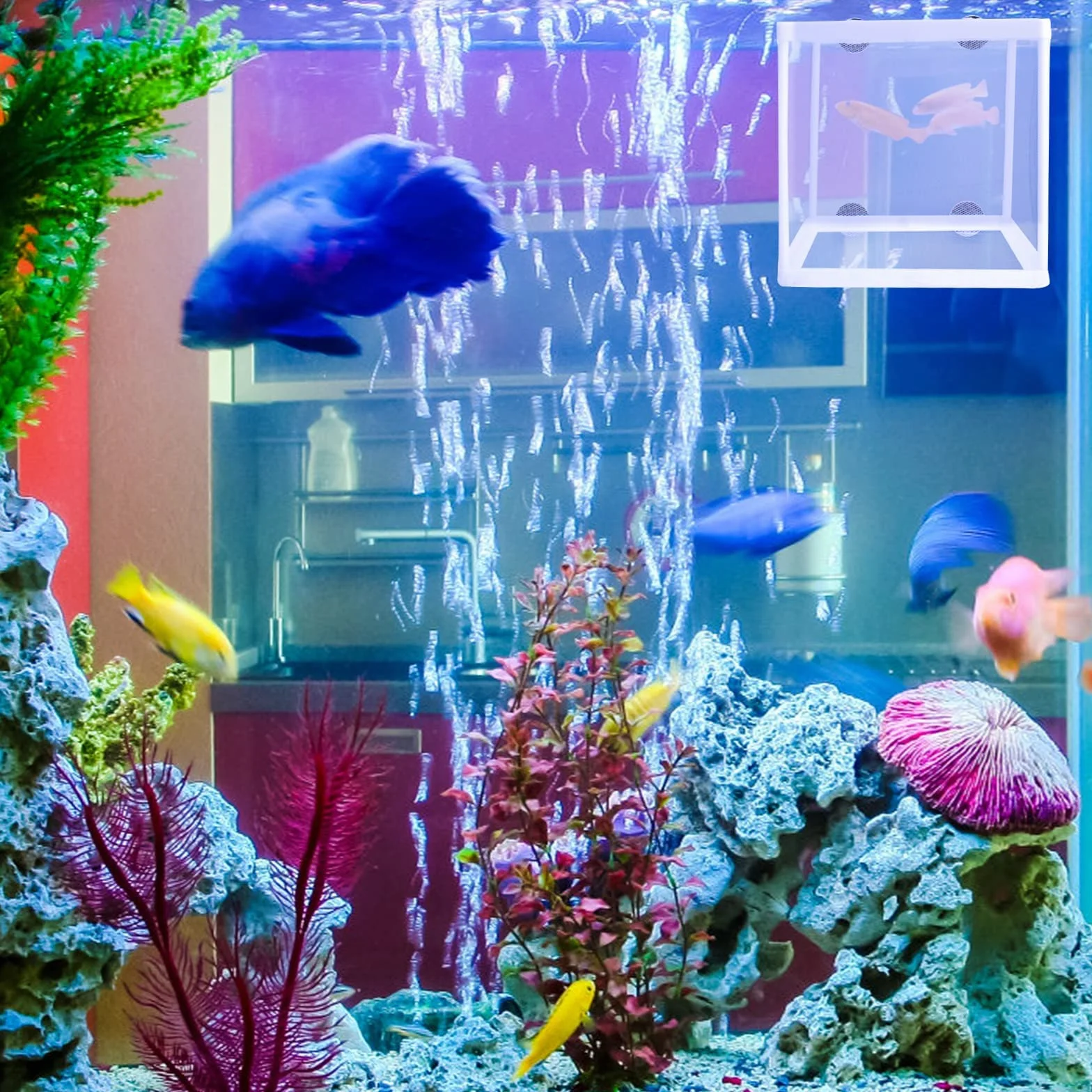 2 scatole per l'allevamento di pesci per acquario, scatola di isolamento per acquario, frittura, vivaio, con 8 ventose per proteggere i pesci del bambino per acquario, bianco, 16 x 14 x 16 cm