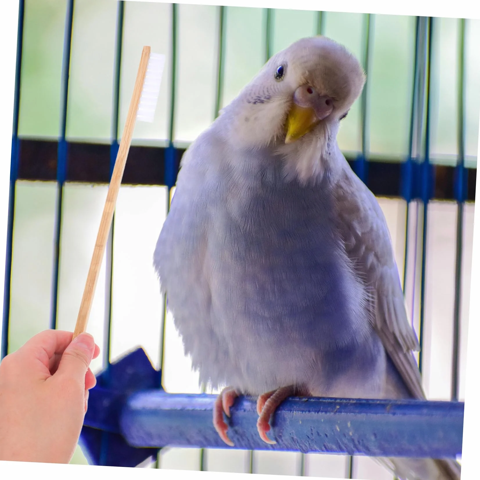 BESPORTBLE 2 Pezzi Spazzola Per La Pulizia Della Gabbia Degli Uccelli Attrezzi Pulizia Casa Spazzole Mangiatoie Uccelli Pulitore Gabbie Piccoli Animali