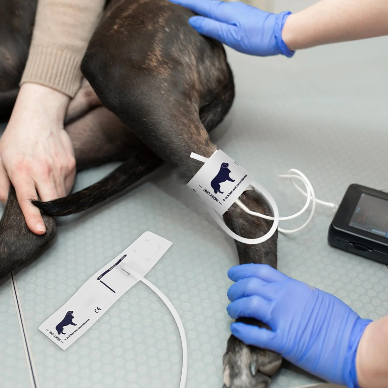 Bracciale per Misuratore di Pressione Non Tessuto per Animali Gatti Circonferenza Braccio 5-9,5cm Uso Veterinario