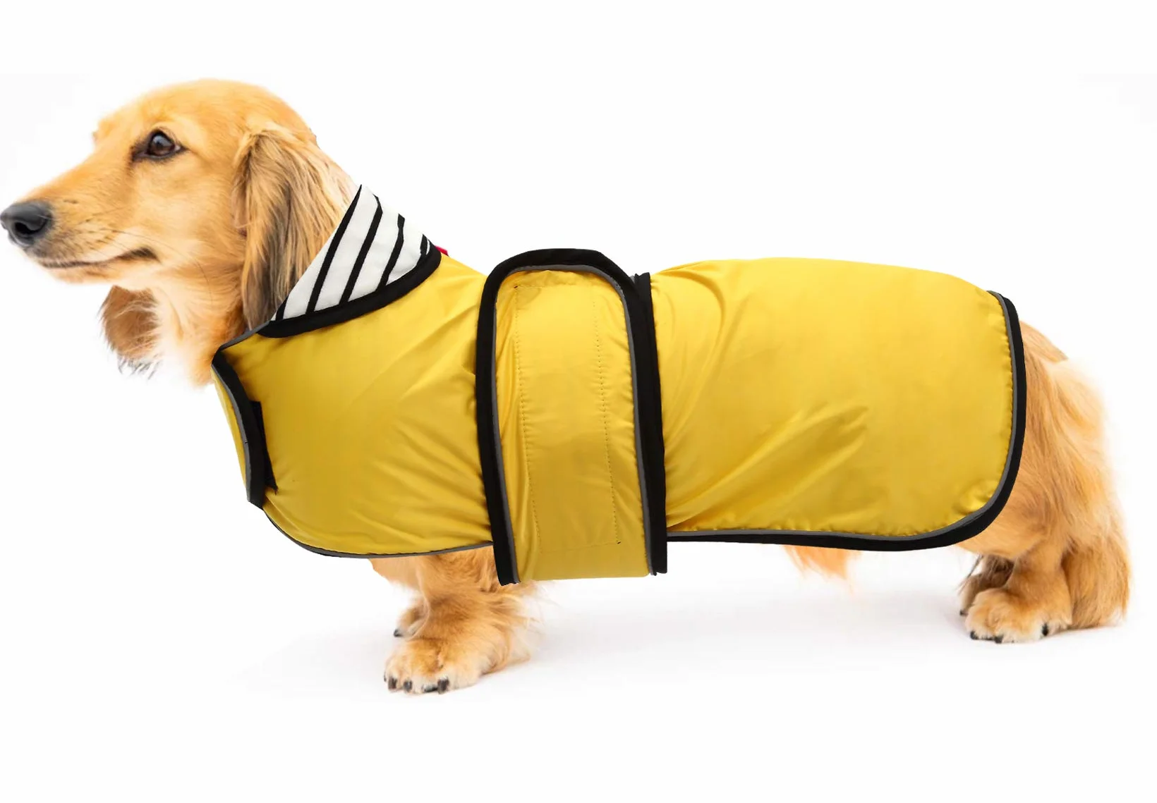 Geyecete-Cappotto Cane Impermeabile,Cappotto Bassotto,Bassotto Impermeabile Giacca con Regolabile Cintura,riflettuto Bassotto Giacca per piccola media Cani-Giallo-M
