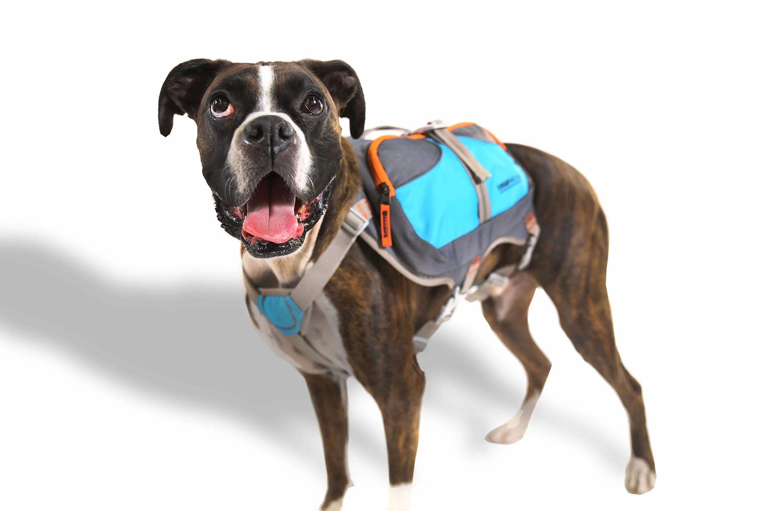 Cesar Millan Zaini per Cani (Grande)