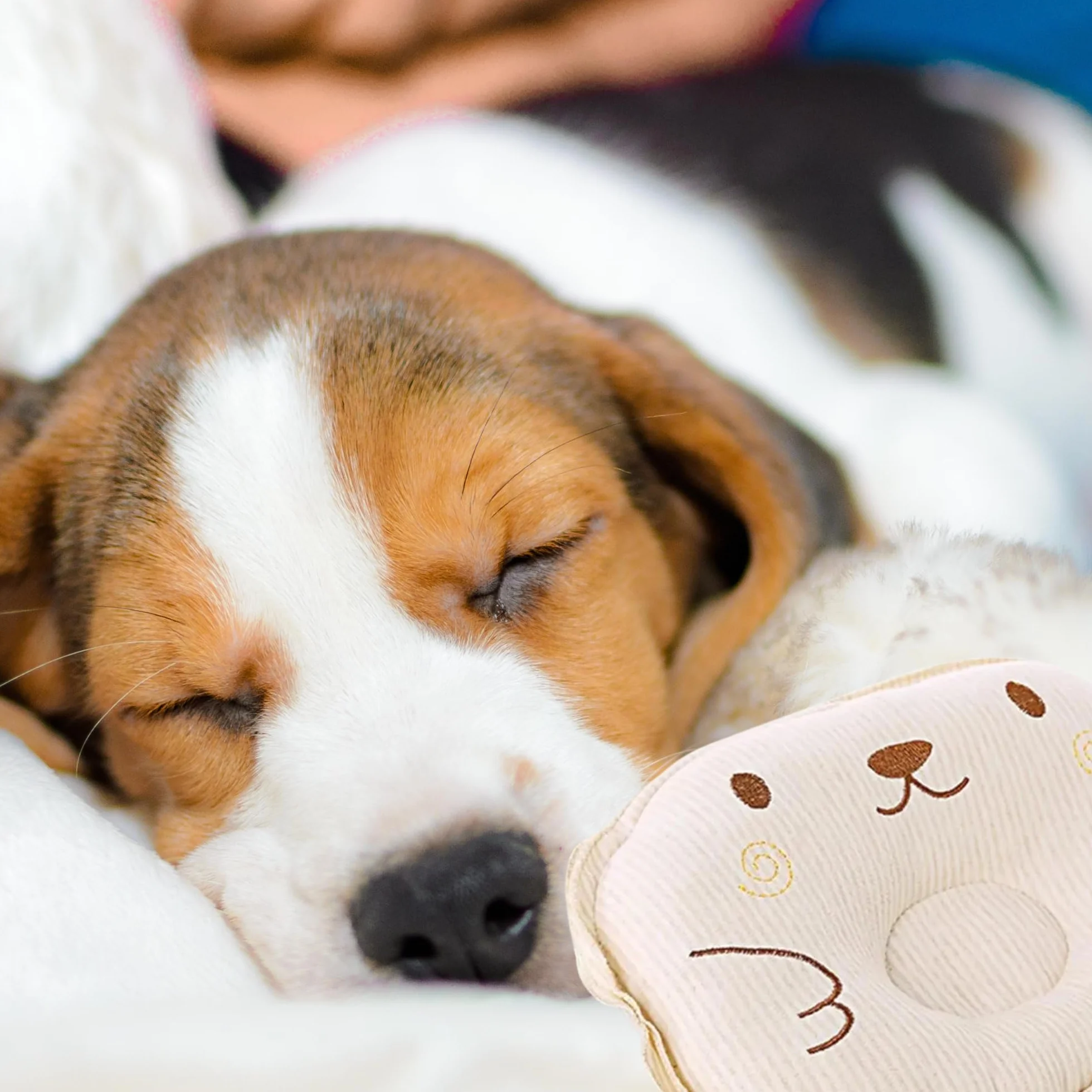 Piccolo cuscino per gatti e cani, giocattolo – morbido cuscino per animali domestici – morbido, soffice e confortevole, ideale per trasportino, divano, cesto e riposo quotidiano interno