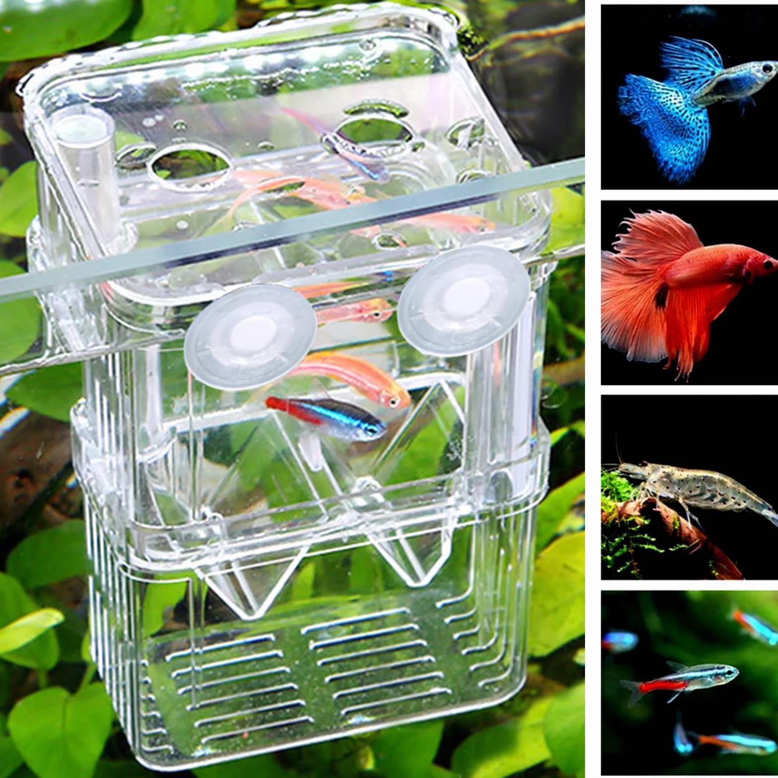 Scatola per Allevamento di Pesci,Guador 2 Pezzi Scatola di Isolamento per Allevamento Acquario Guppy Doppio Allevamento Allevatore Trappola Box Cova Contenitore Acquario Multifunzionale (2 pezzo L)