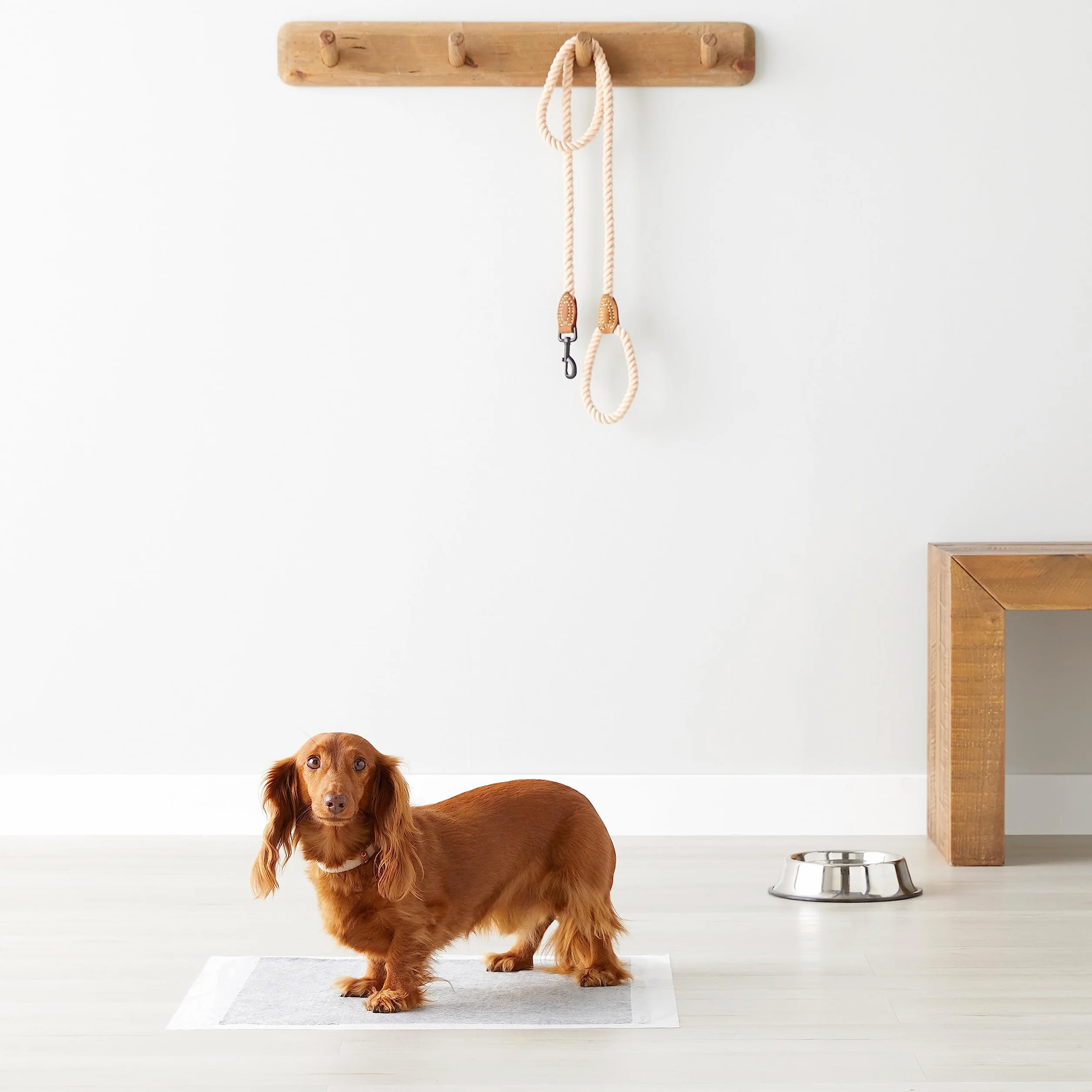 Amazon Basics Tappetini al carbone per cani, controllo odori, asciugatura rapida, 120 pezzi, grigio