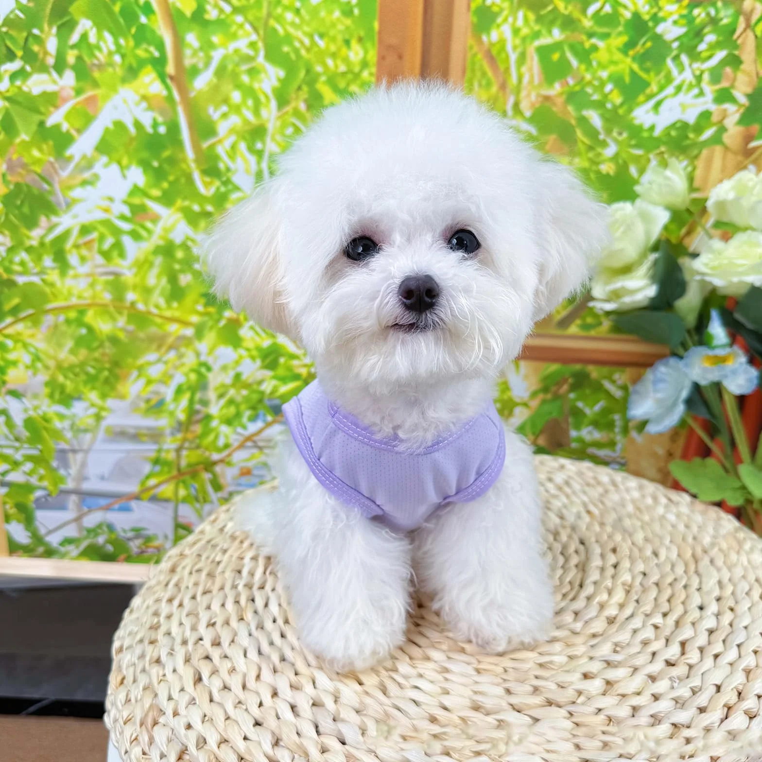 Giubbotto di Raffreddamento per Cani Taglia Media Piccola, Gilet Rinfrescante M Viola Blu, Protezione Solare per Animali Domestici