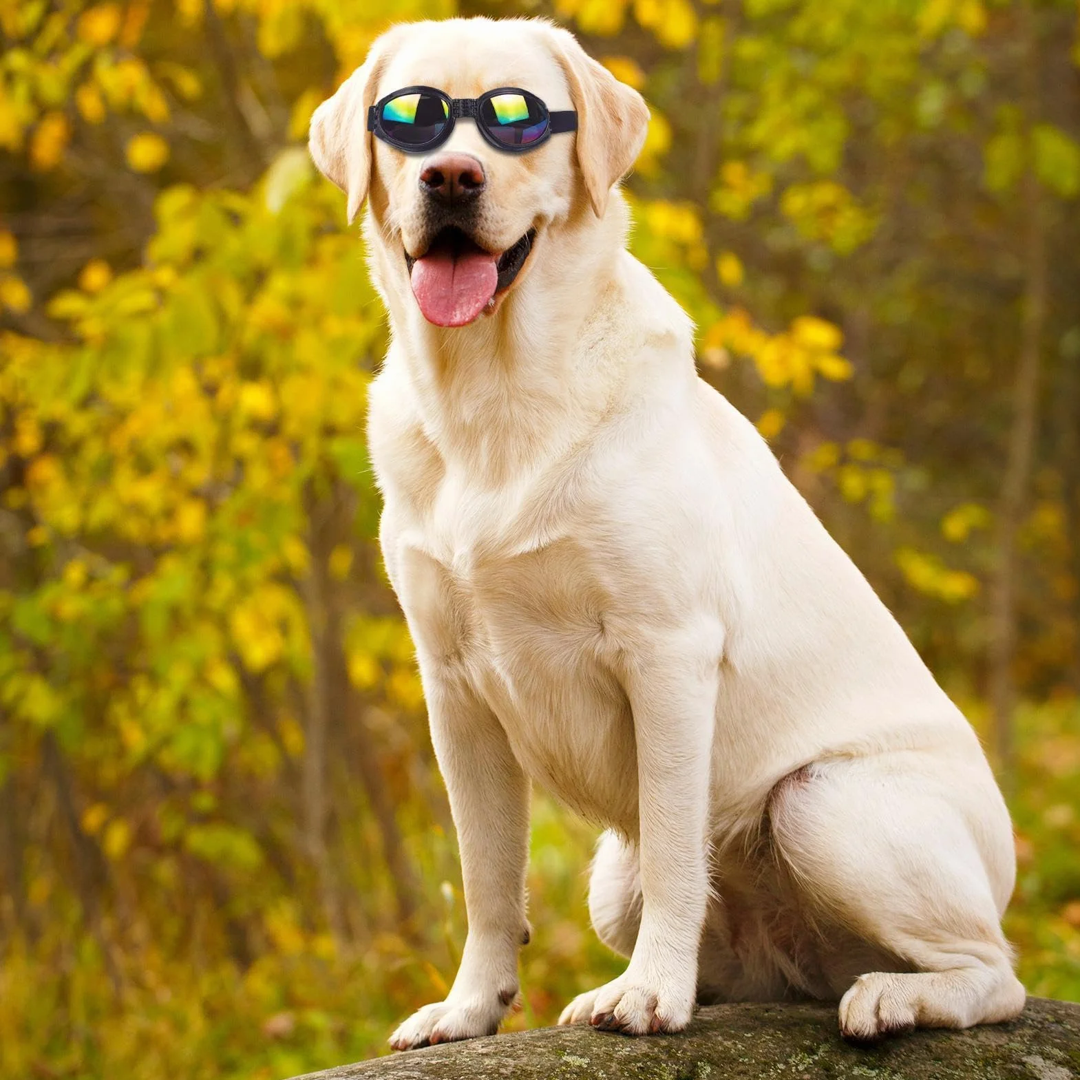 Occhiali da sole per cani - Occhiali per animali domestici da 4,72 pollici Protezione UV Cinturino regolabile | Dog Eye Wear - Ochiali per animali domestici elastici e comodi per l'uso in viaggio con