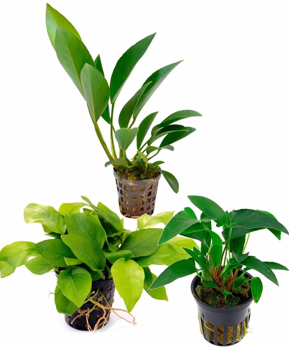 Kit Selezione Anubias: 3 Piante Acquatiche Facili da Curare - Ideale per Principianti e Acquari di Ogni Tipo
