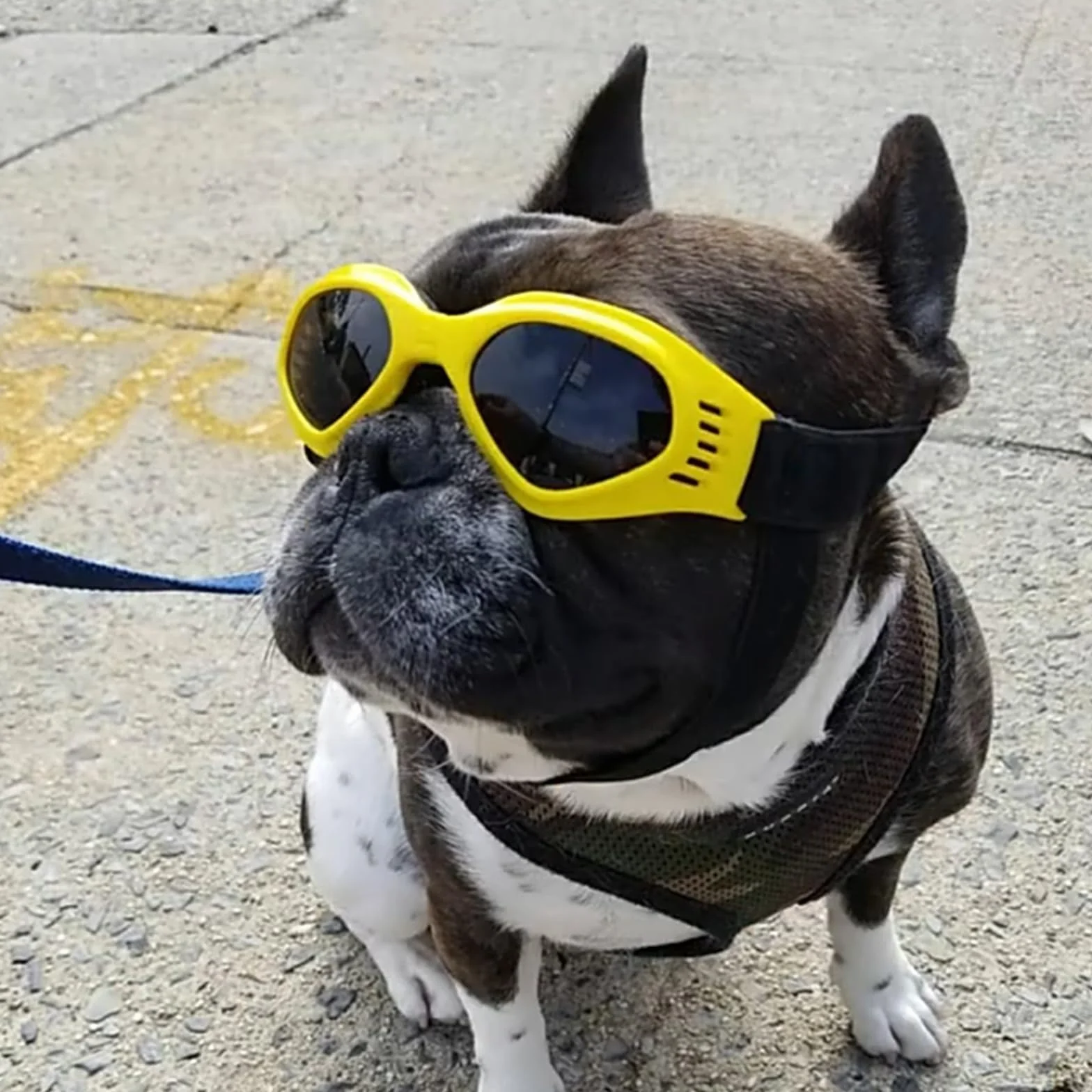 Occhiali per Cani Taglia Piccola, Pieghevole Occhiali da Sole per Cani e Gatti, Protezione UV, Regolabile, con Collari per Pet, Giallo