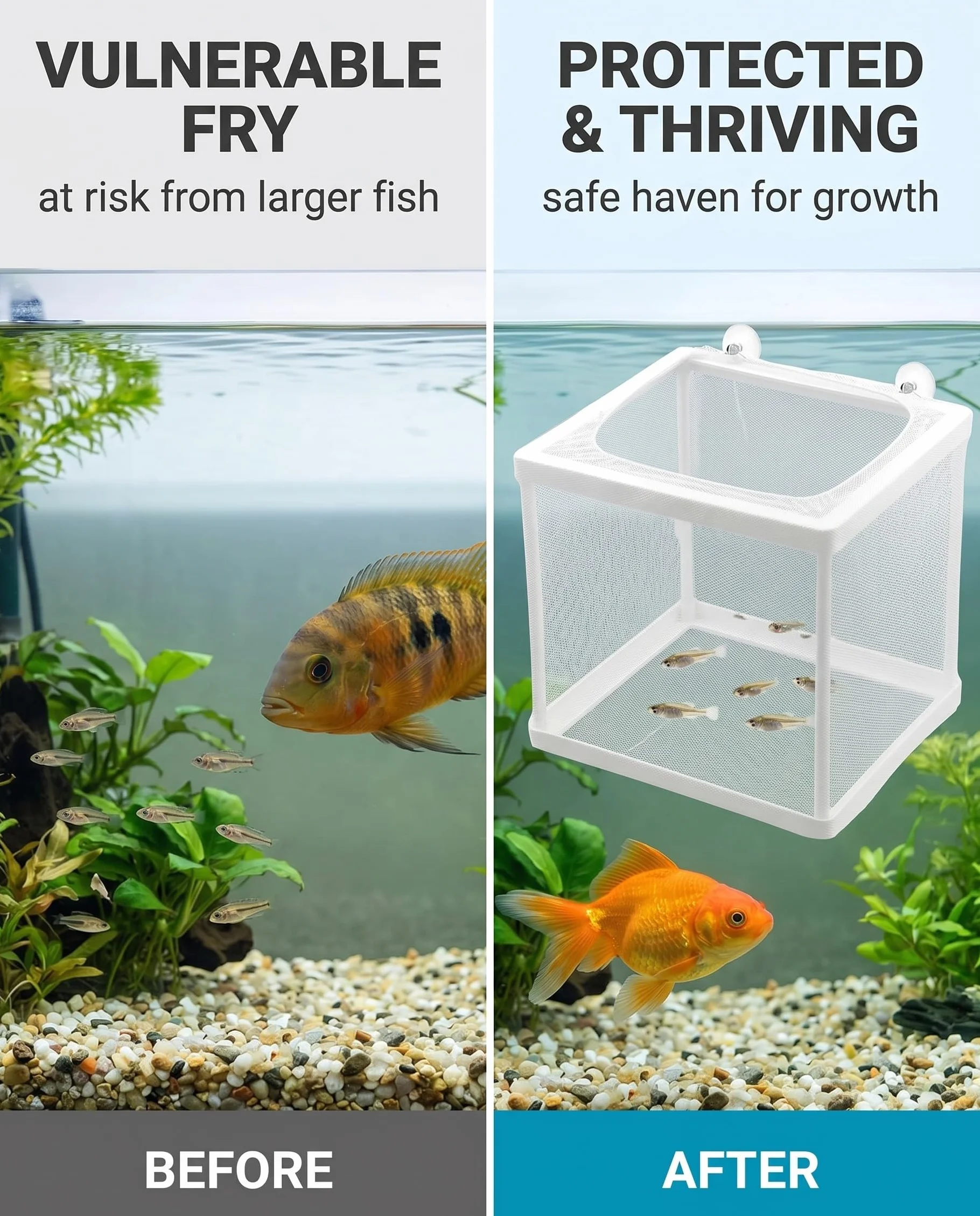 Scatola Di Allevamento Di Pesci, Incubatore Di Pesce Scatola, Isolamento Allevatore, Acquario Serbatoio Da Incubazione, Maglia Per Acquario Con Ventosa, Vivaio Di Pesci Acquario Rete