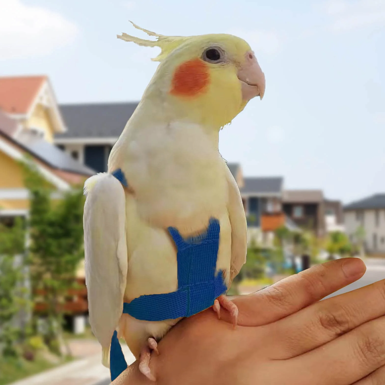 Imbracatura per pappagallo regolabile per animali domestici e uccelli guinzaglio per attività all'aria aperta corda da addestramento cinghia elastica anti-morso per pappagalli cacatos ara
