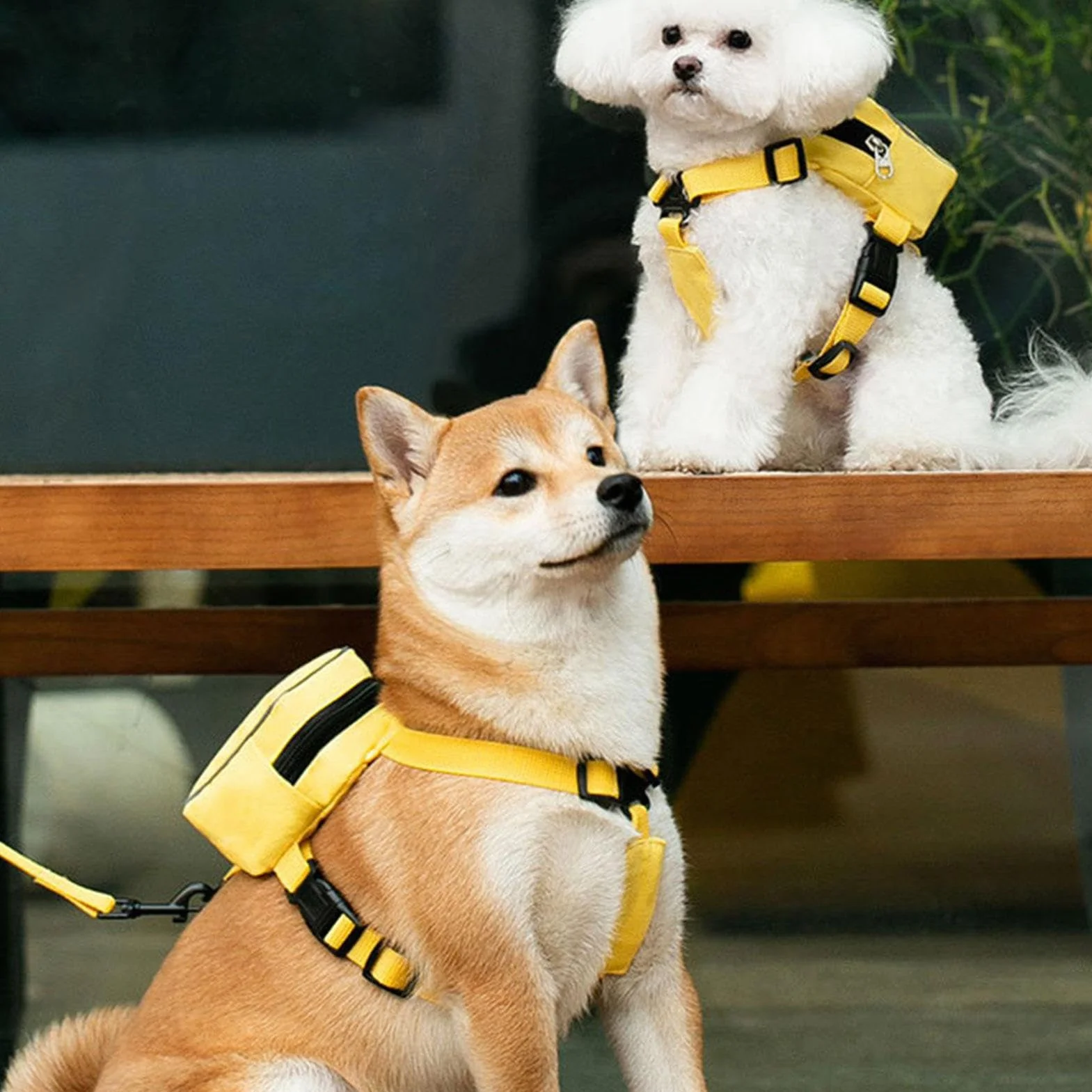 Pettorina per cani con zaino – Twill – Zainetto per cani con guinzaglio – Grazioso zaino per gatti, sella colorata per cani, accessorio da viaggio per amici di famiglia o