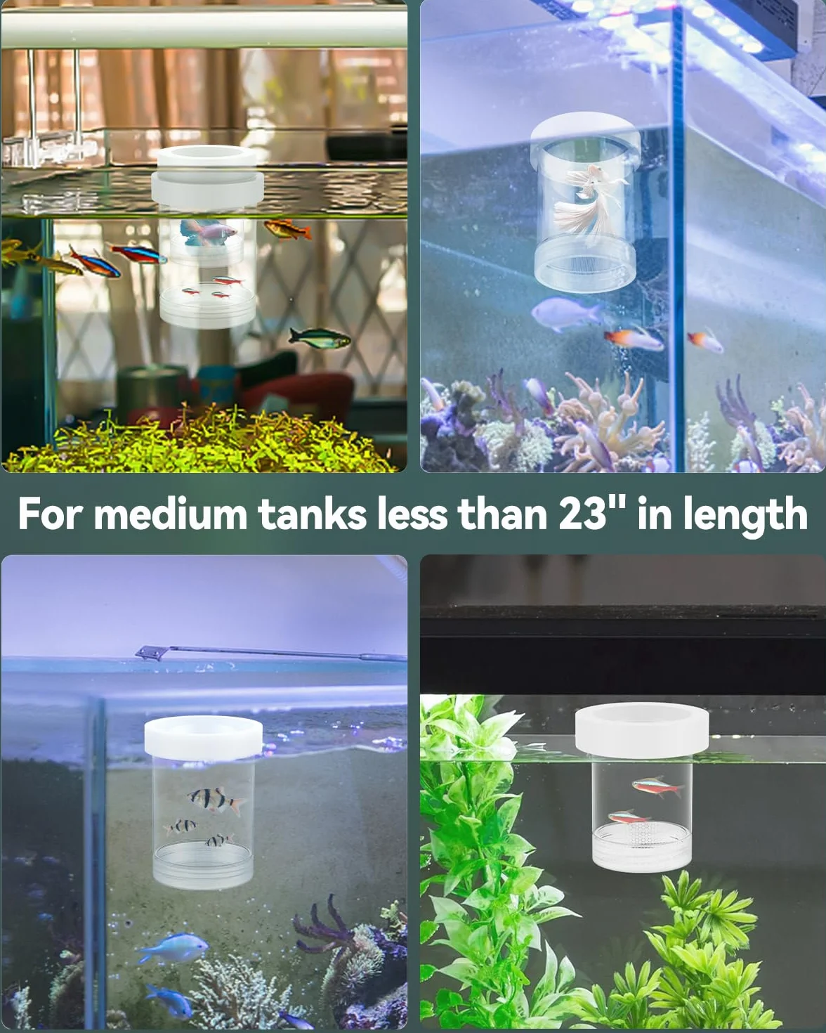 Pawfly Scatola per Riproduzione per Acquario, Box Galleggiante per Guppy, Separatore per Avannotti, Incubatrice in Plastica per Gamberetti, Betta e Pesce Pagliaccio, Medio
