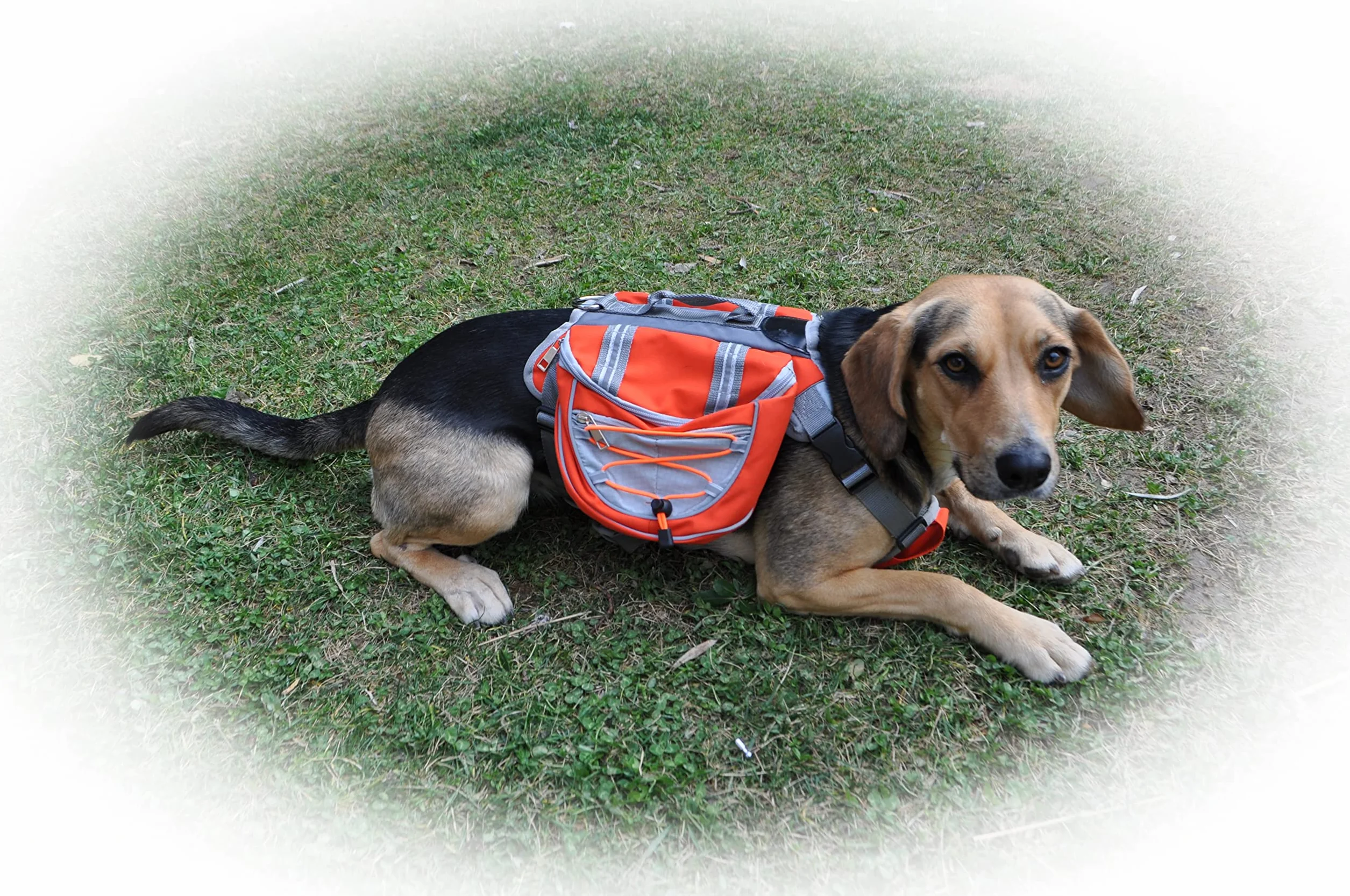 Zaino bisaccia per cani regolabile per trekking, imbracatura con manico per viaggi. Doppia tasca grande per accessori. Sicurezza e striscia riflettente, traspirante comoda leggera.