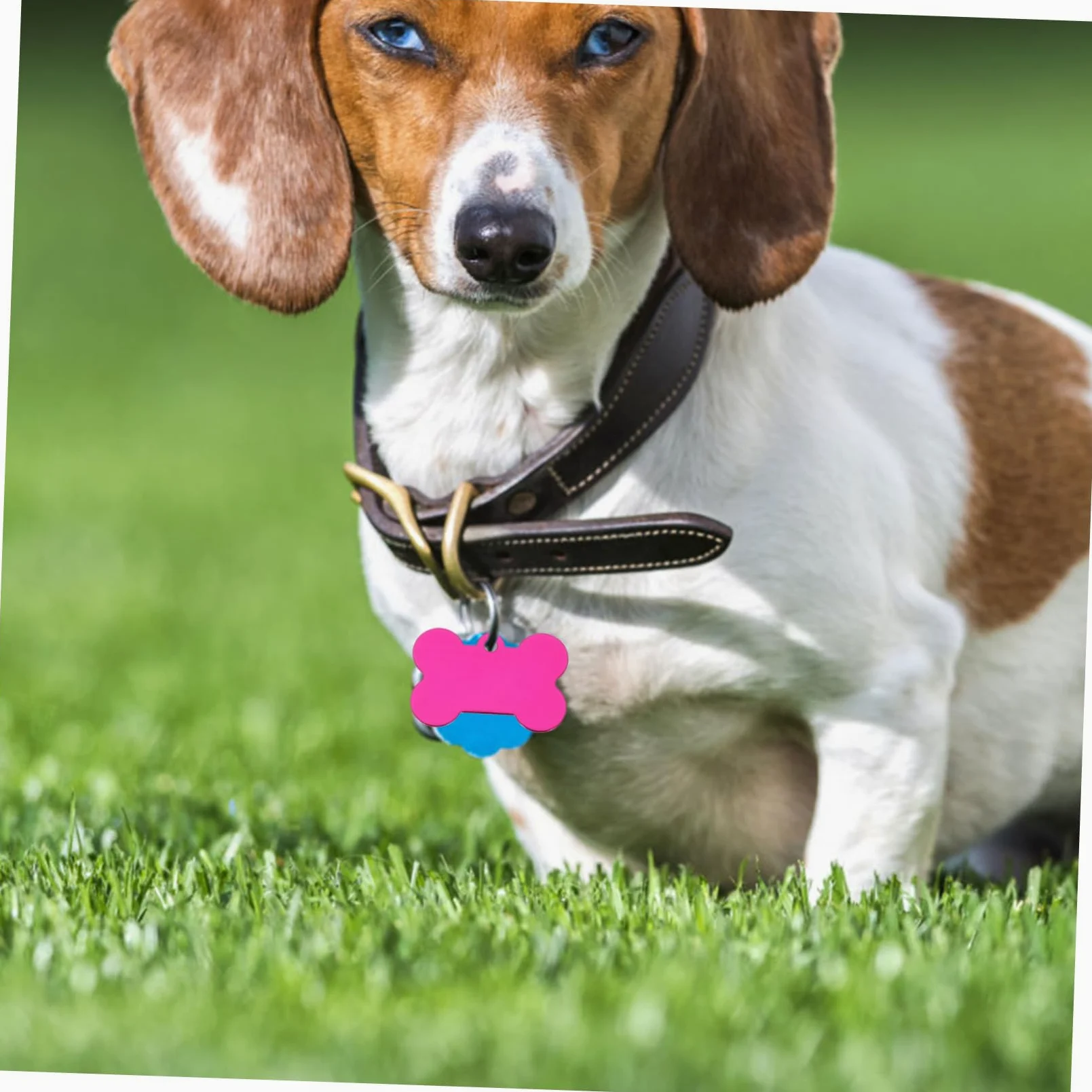 Angoily 50pezzi Targhette per Cani in Lega di Alluminio Forma di Osso Pendants per Animali Domestici Targhette Identificative Vuote per Incisione Adatte per Cani Gatti e Colore Casuale