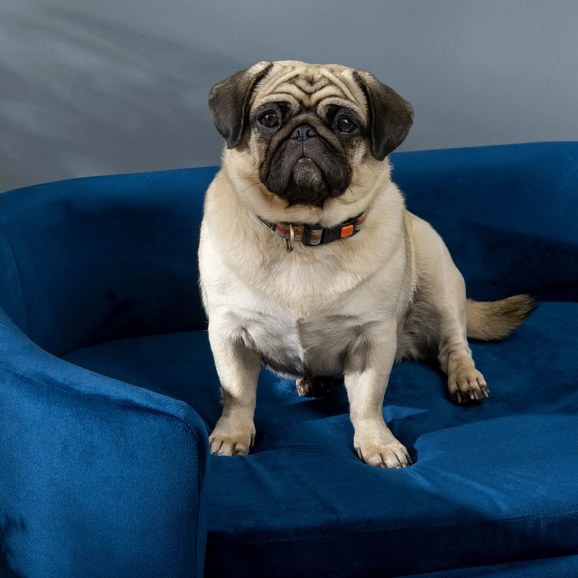 PawHut Cuccia per Cani da Interni, Divano per Gatti o Cani di Taglia Piccola e Media Max. 22.5kg, in Velluto Blu