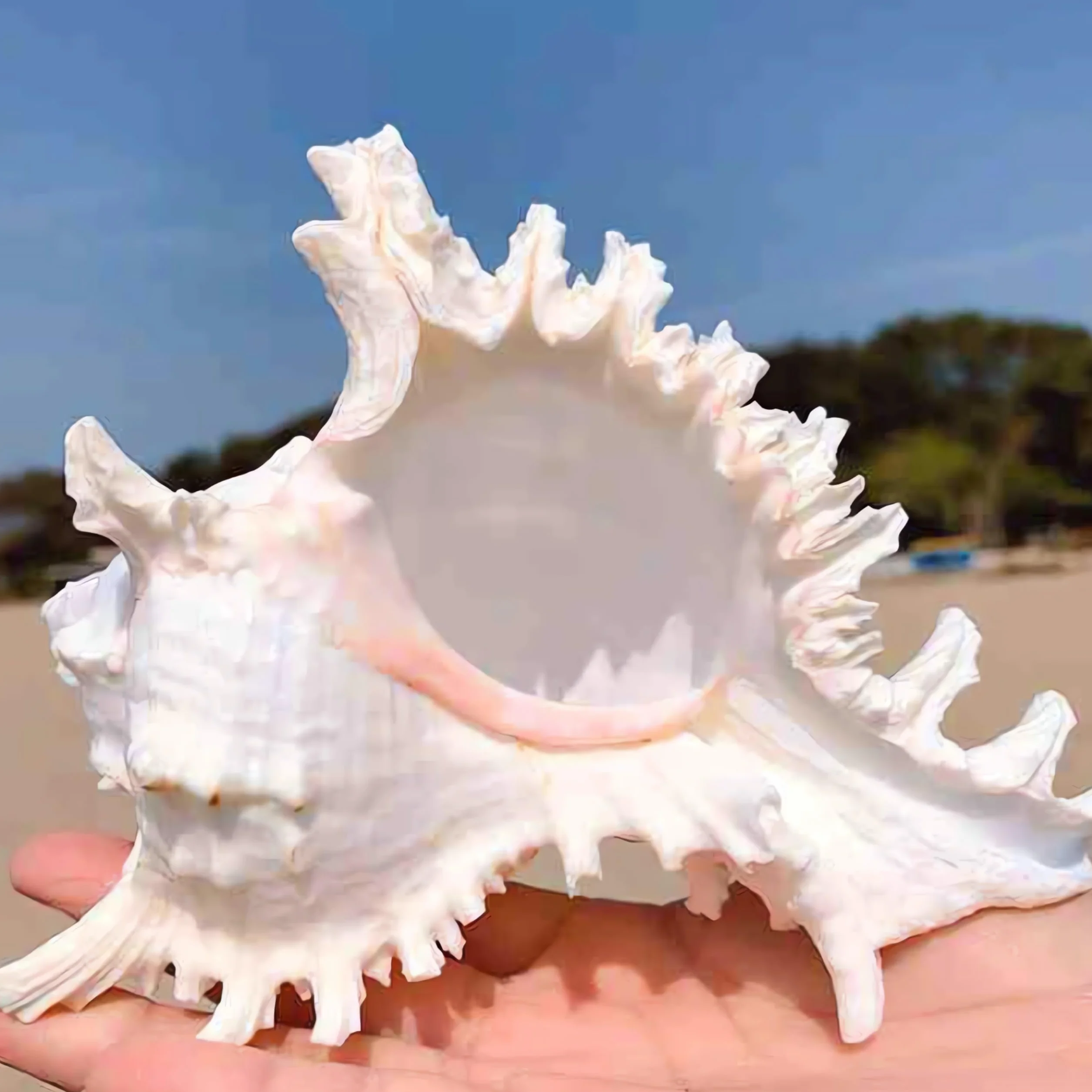 YZHZOM 14,9 cm - 16,3 cm, grande conchiglia naturale per acquari, decorazione per la casa, artigianato fai da te