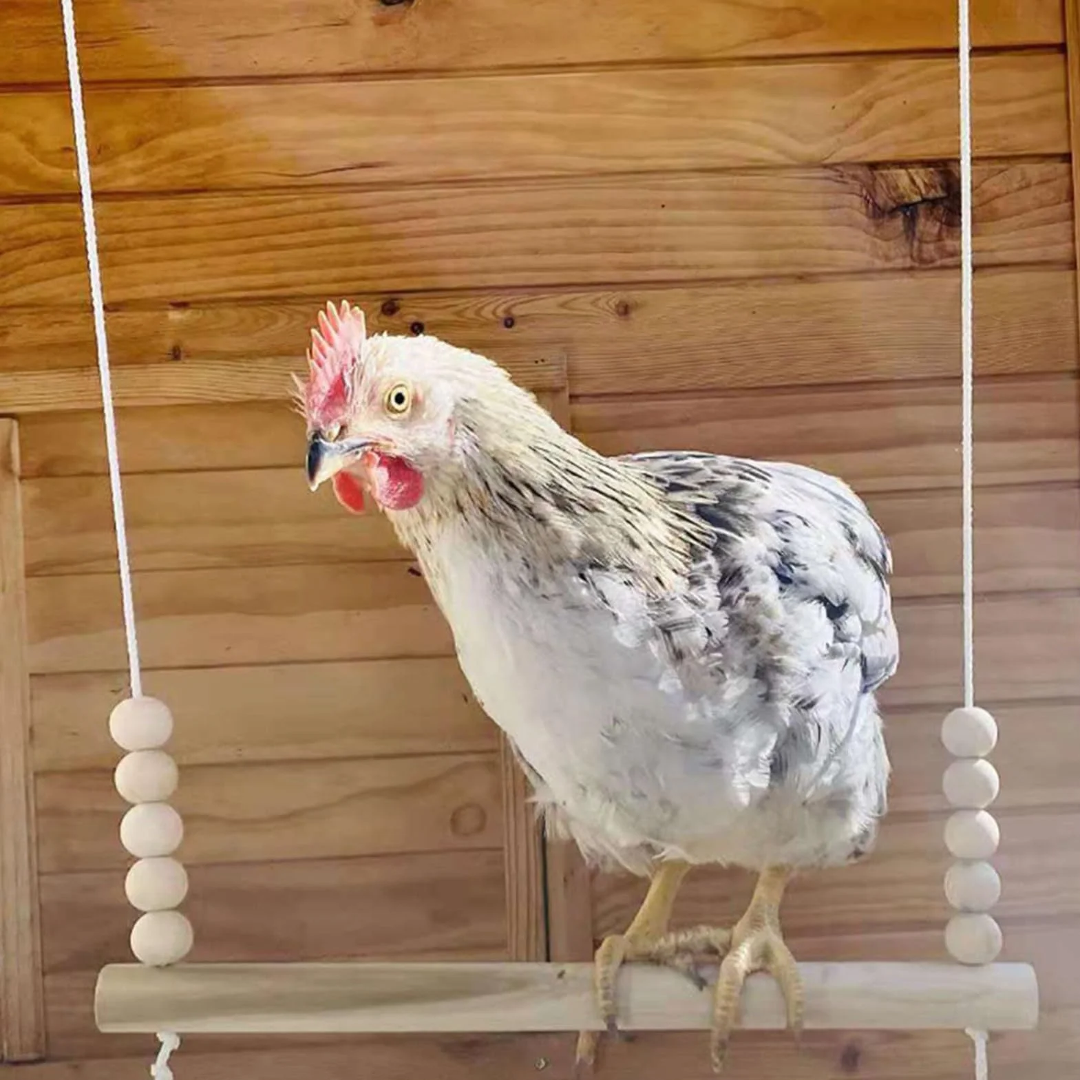 Altalena Per Galline Posatoio In Legno Naturale Stabile Interattivo Arricchimento Riposo Pappagalli