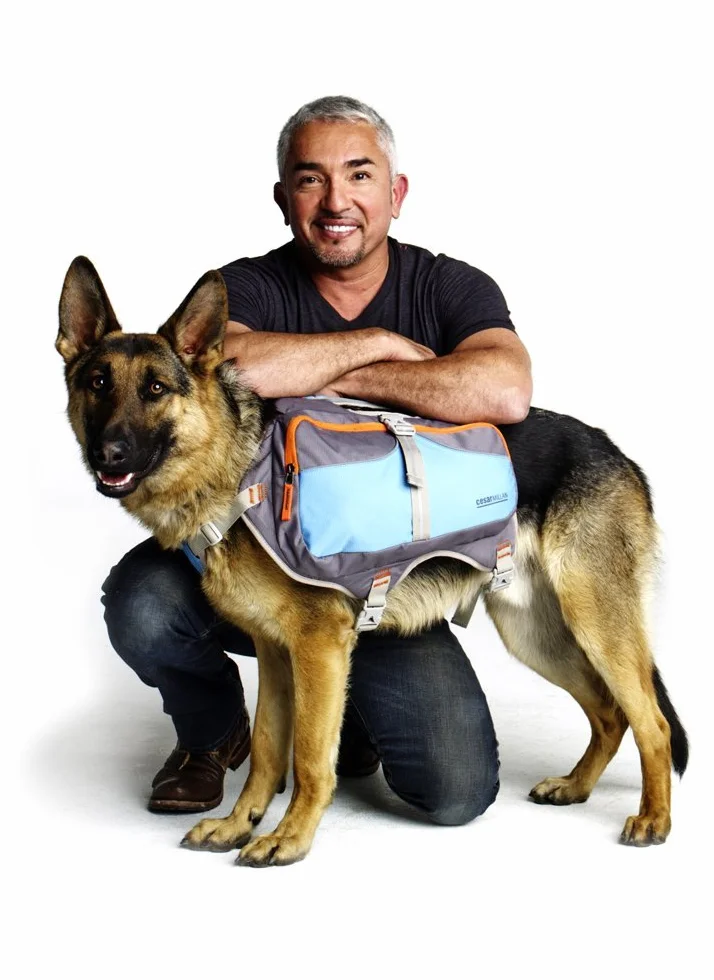 Cesar Millan Zaini per Cani (Grande)