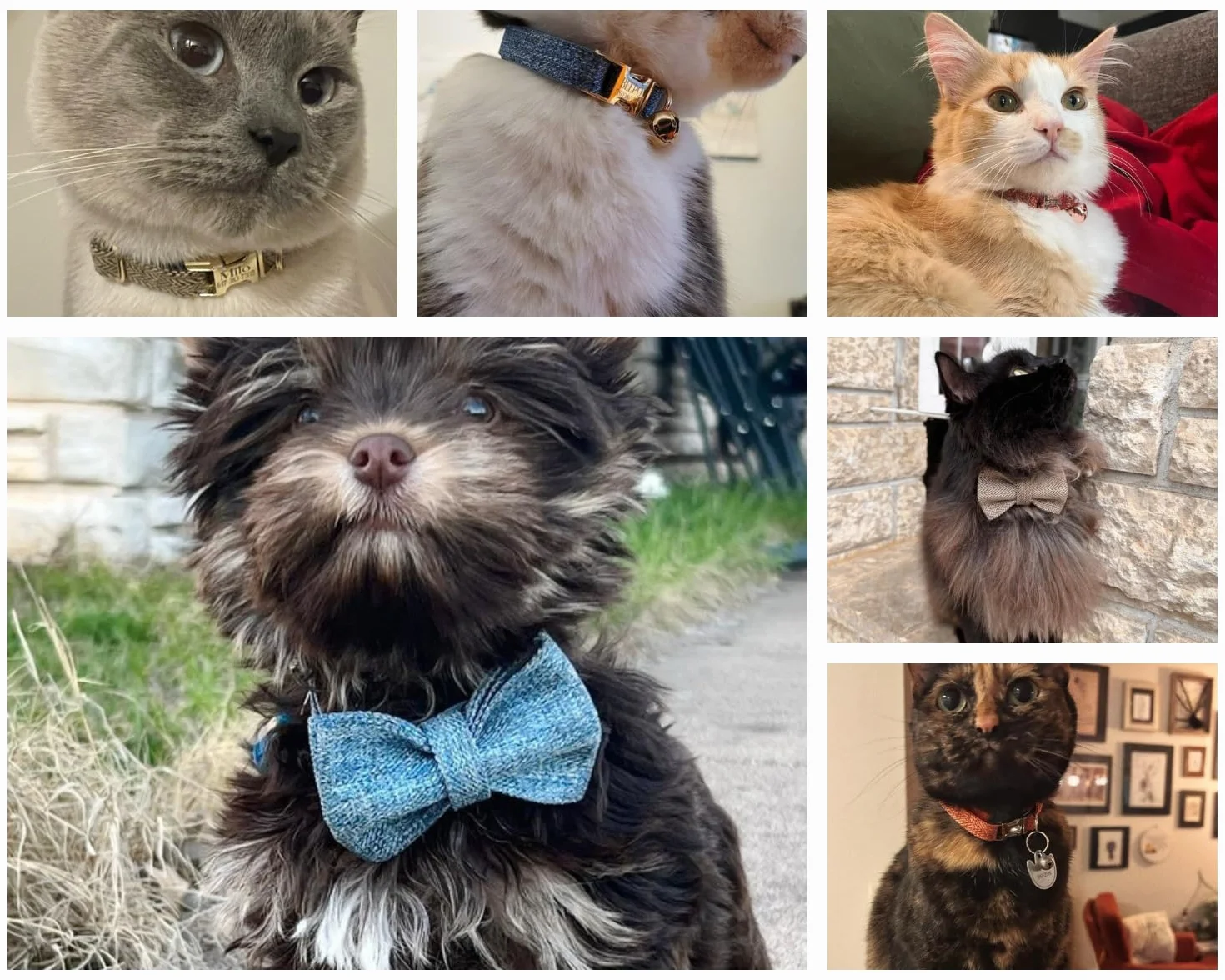 Collare gatto personalizzato con incisione: Nome e Numero – Morbido, regolabile e sicuro con fibbia metallica, stile Tweed