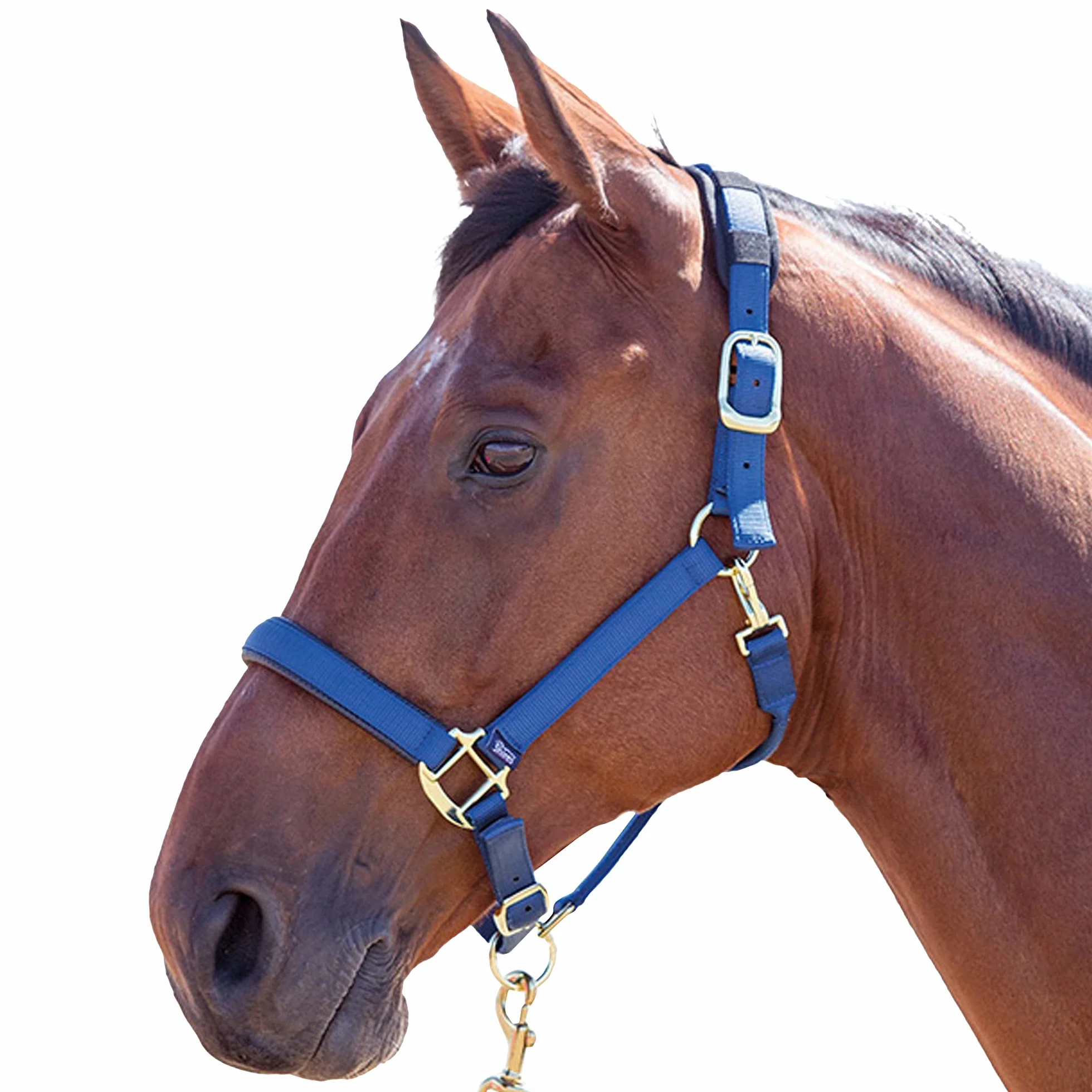 Shires, brigilia Topaz 387 in nylon, Blue, Cob