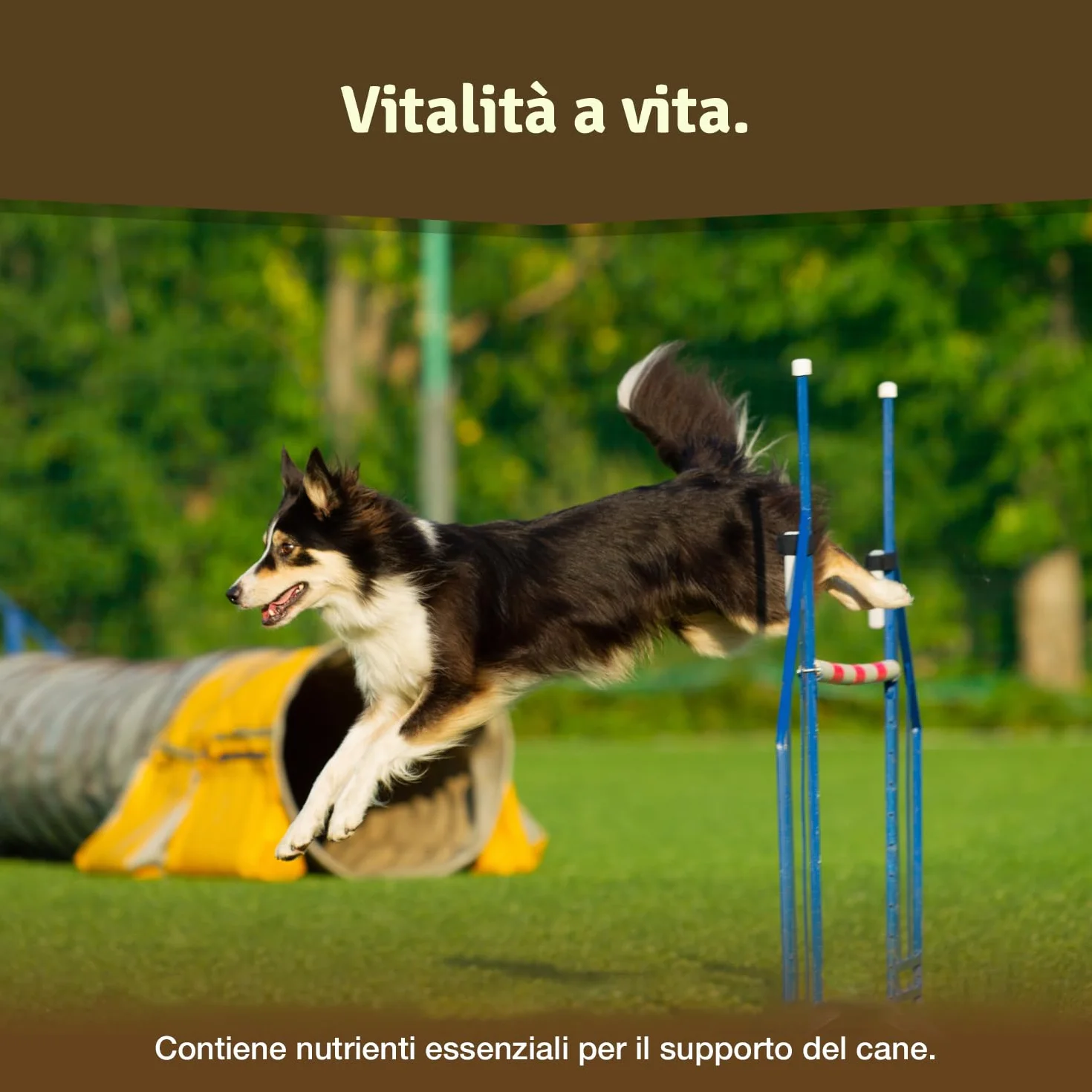 Veddelholzer VINCITORE CERTIFICATO 2024 Compresse per articolazioni cani con cozza dalle labbra verdi MSM artiglio del diavolo Glucosamina collagene