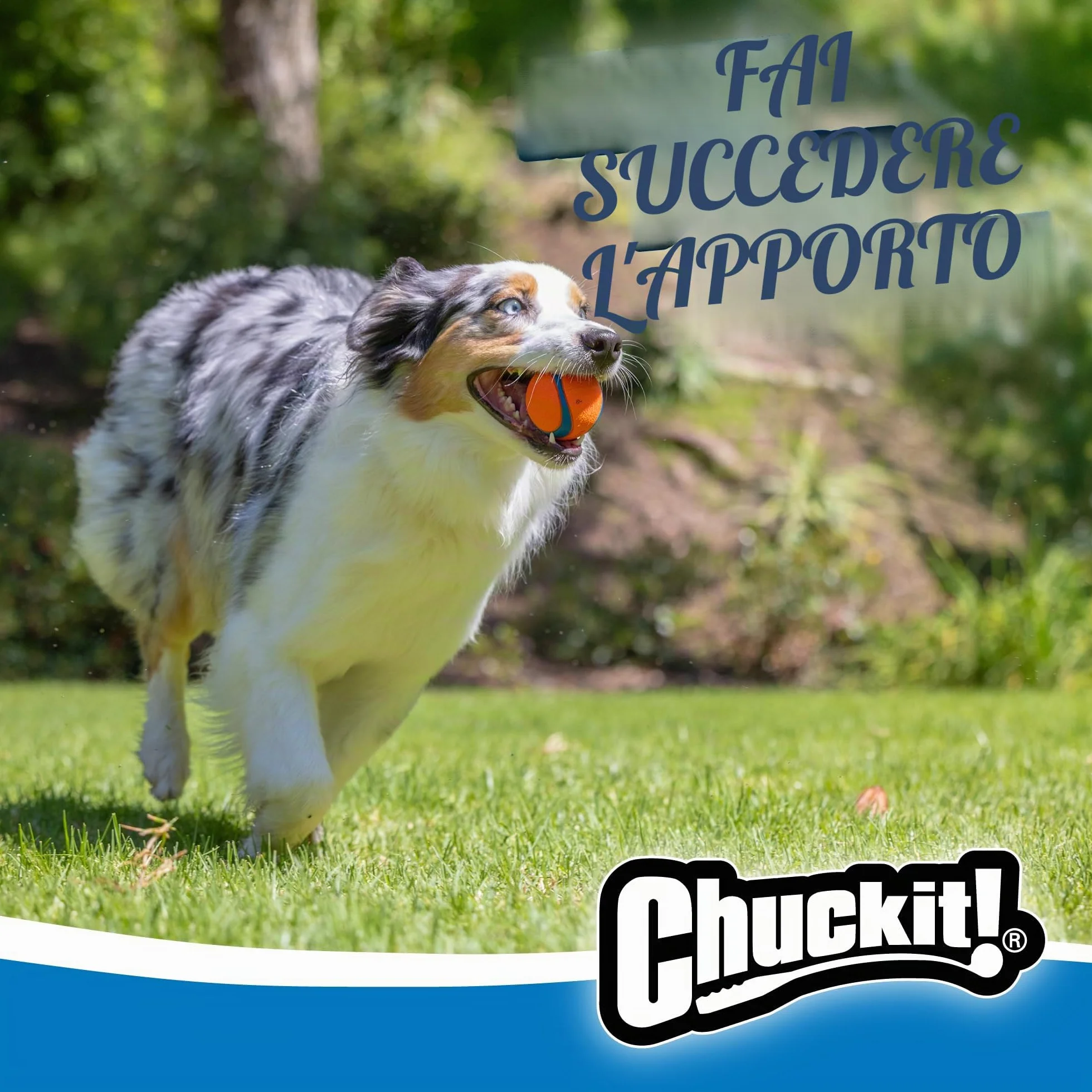 Chuckit Ultra Ball Cane, Palla Multicolore, M