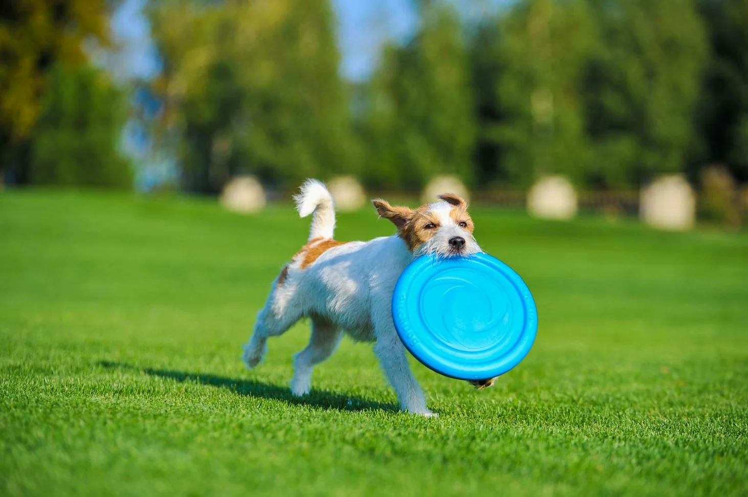 PillowPrim Disc per cani, frisbee, giocattolo interattivo, per attività all'aperto, morbido, gomma naturale, galleggiante, addestramento per cani, toy, fetch, arancione, diametro 24 cm