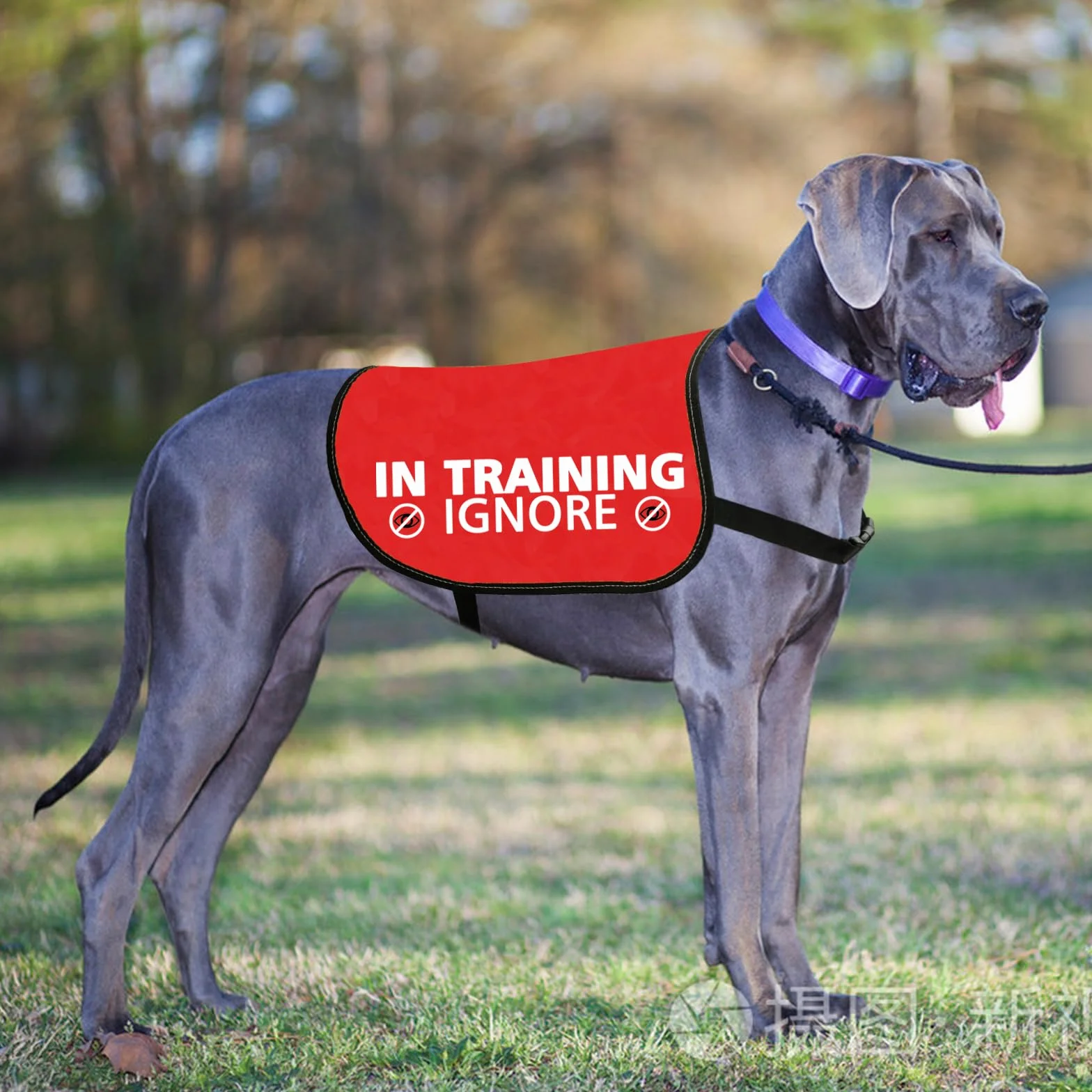 Giubbotto per cani con scritta Nervous Ansious (M)