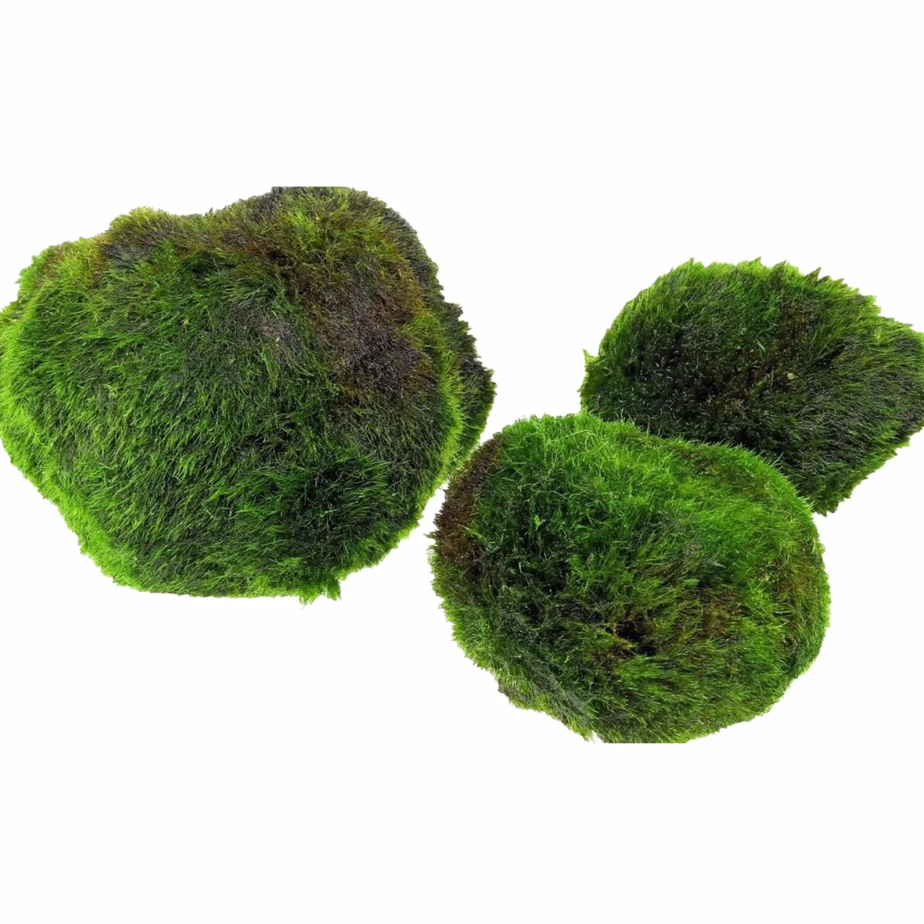 AquaBreedingSkill Set di 3 alga palla Marimo viva 4–5 cm – piante vere per acquario dolce, pianta acquario vera naturale, marimo alga regalo