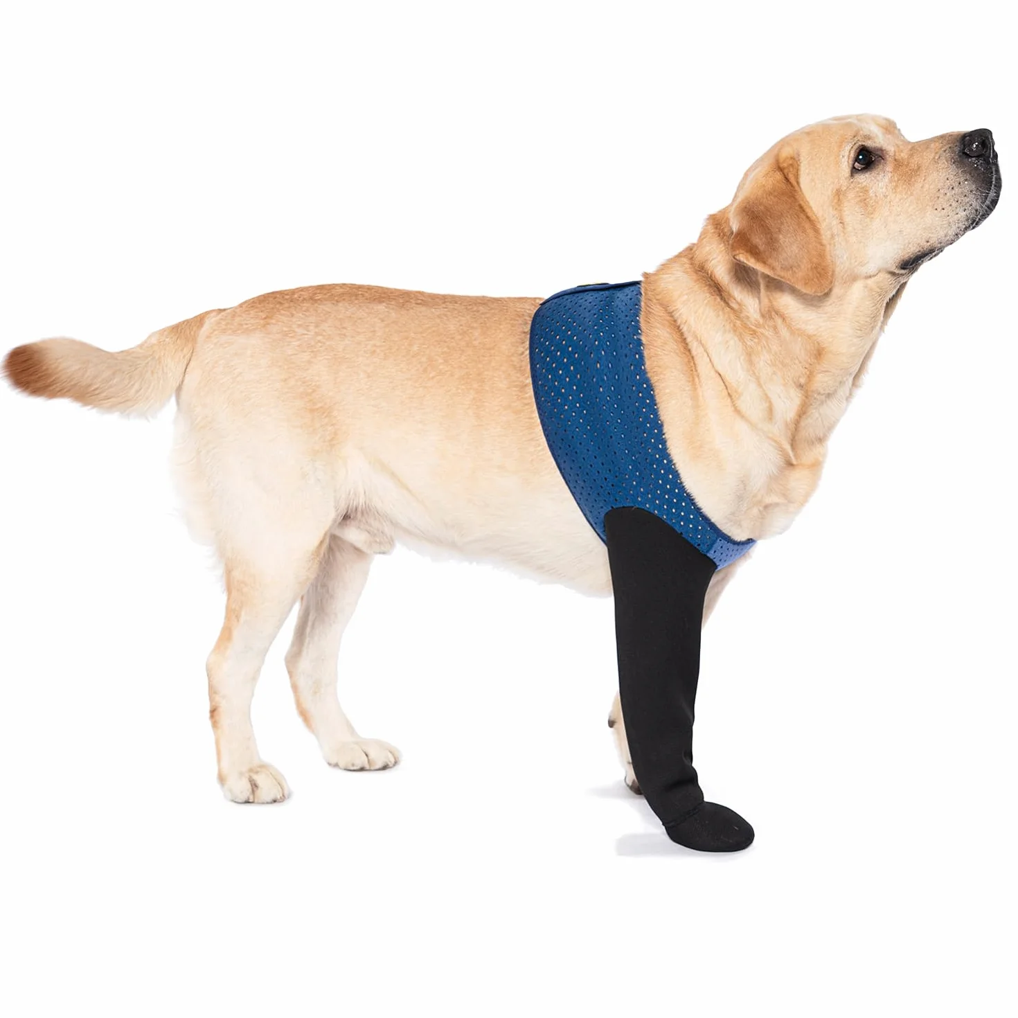 COODEO Calzini Protettivi per Cani Antileccatura, Copri Zampe Antiscivolo Impermeabili (Blu, 3XL Sinistra)
