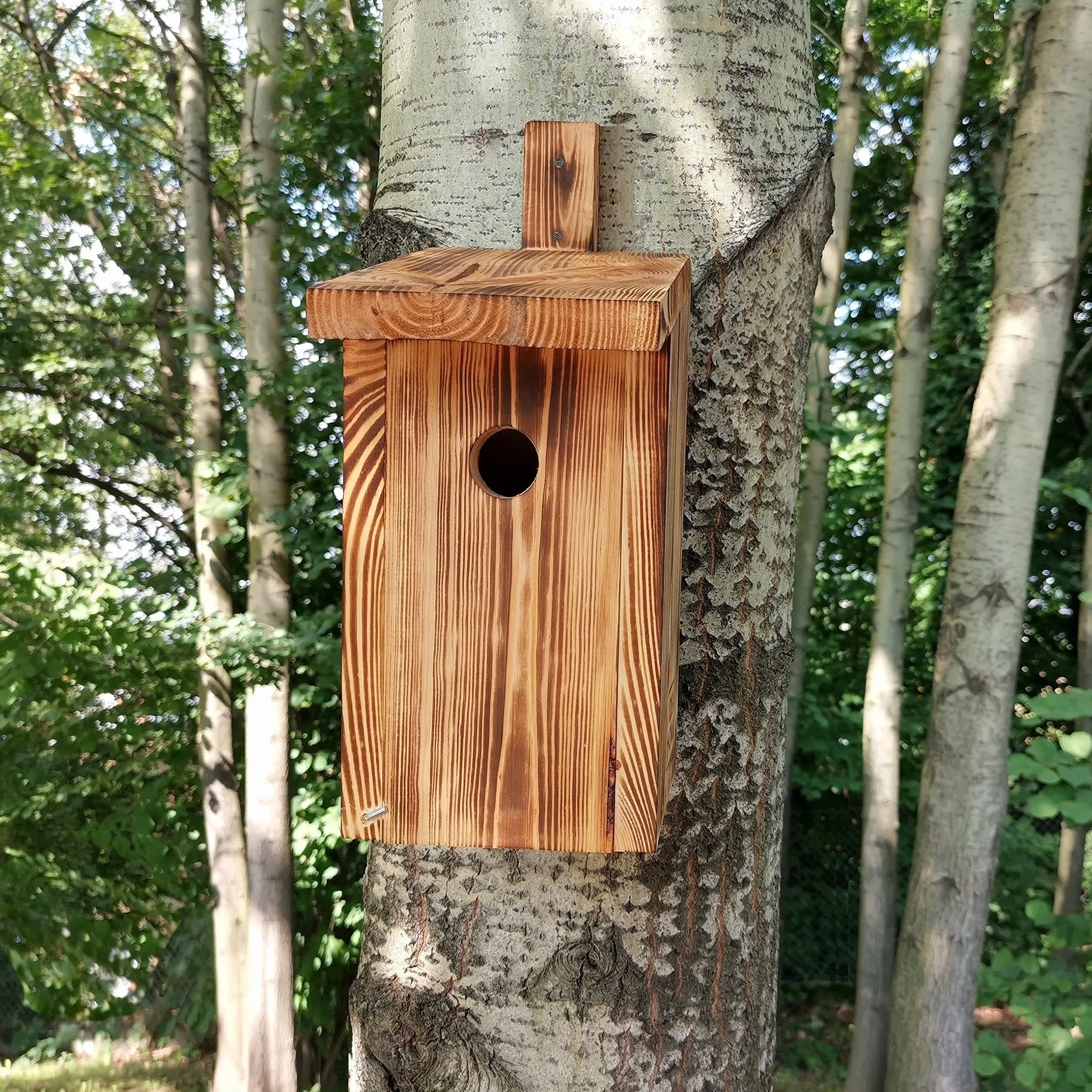 LEVIATAN PARIDAE Nidi Naturali per Cinciallegra Foro 33 mm Legno Massello Casette Uccelli Resistenti Intemperie