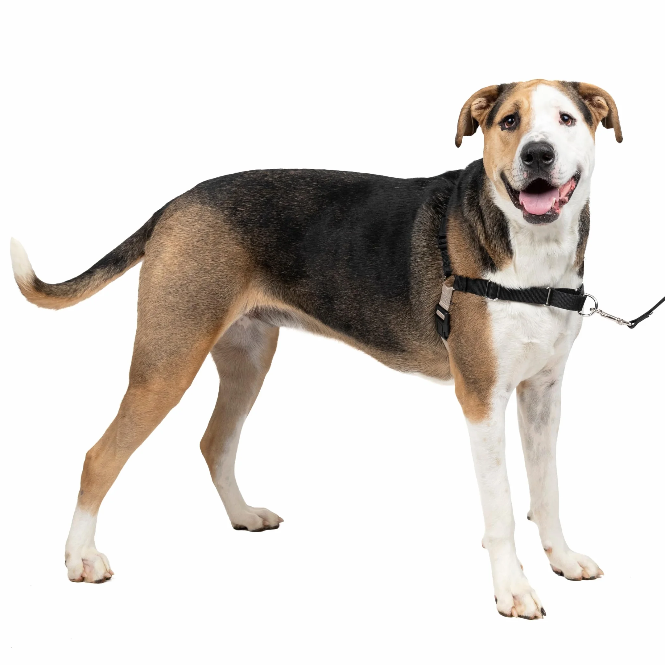 PetSafe Easy Walk - Pettorina per Cani Anti-Tiro, Nero, XL