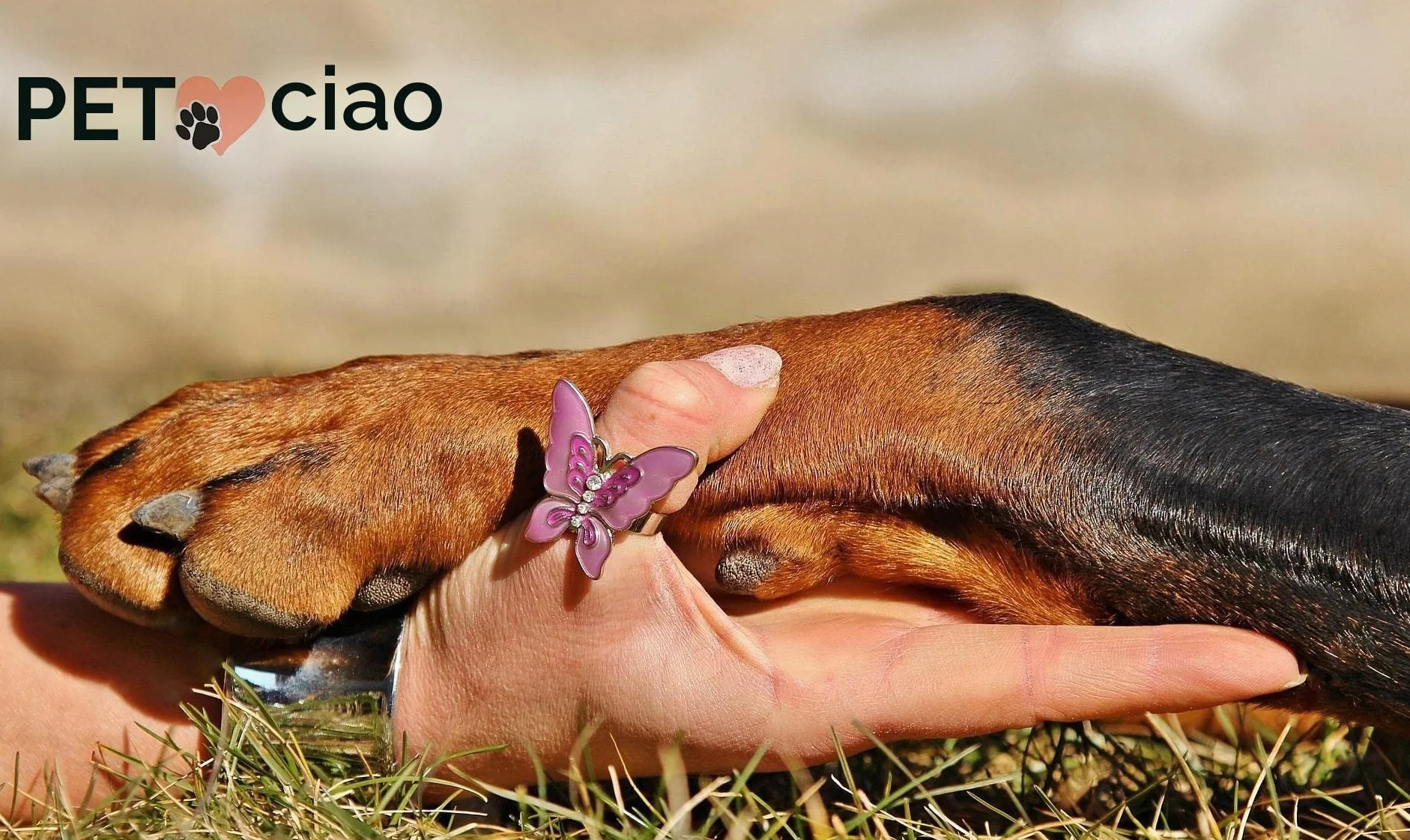 PrimoLiving bara per Animali Domestici in Legno Finitura Naturale - Misura L per Piccoli Animali Domestici - bara per Animali Domestici con Chiusura Fissa in Metallo - bara in Legno di Alta qualità