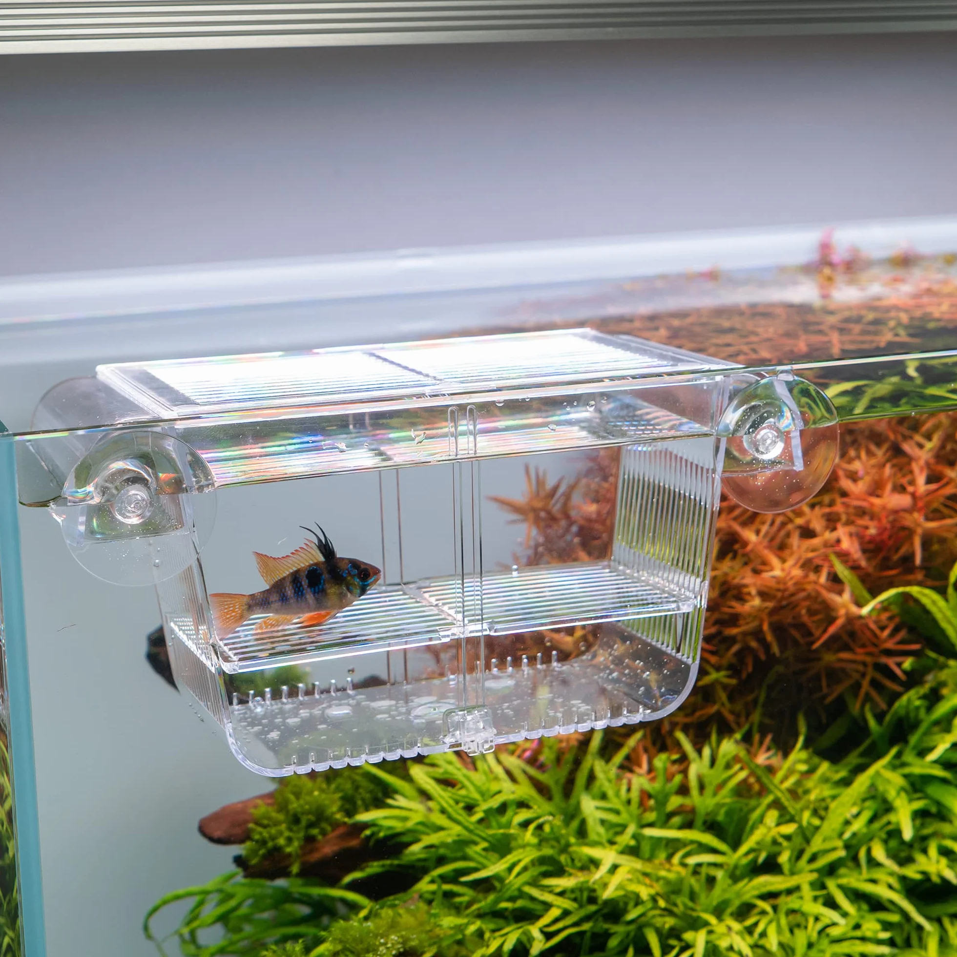 Measury Allevamento Serbatoio dell'Acquario, Spawning Box per l'Acquario, Baby Quarantine Breeding Tank (M: 208 x 97 x 100 mm)