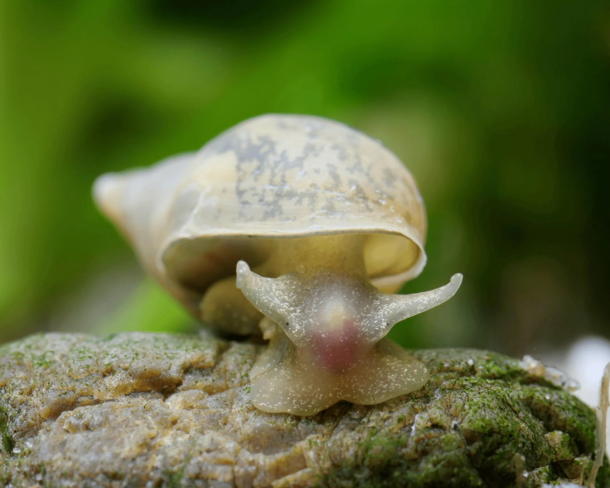Lymnaea stagnalis 5 pezzi pulizia laghetto da giardino