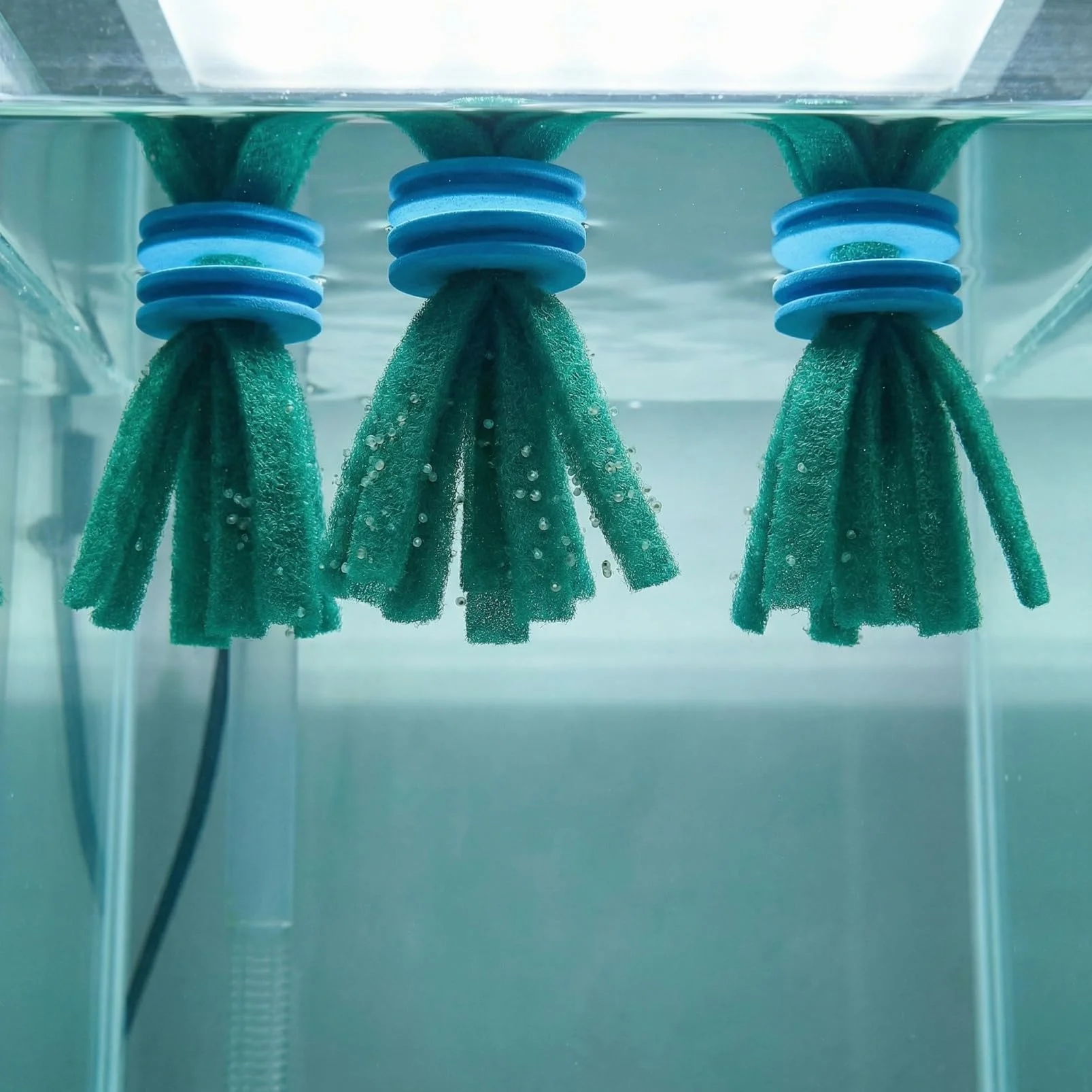 YARNOW Mop per acquario 10 pezzi raccoglitori uova galleggianti per pesci Guppy Betta