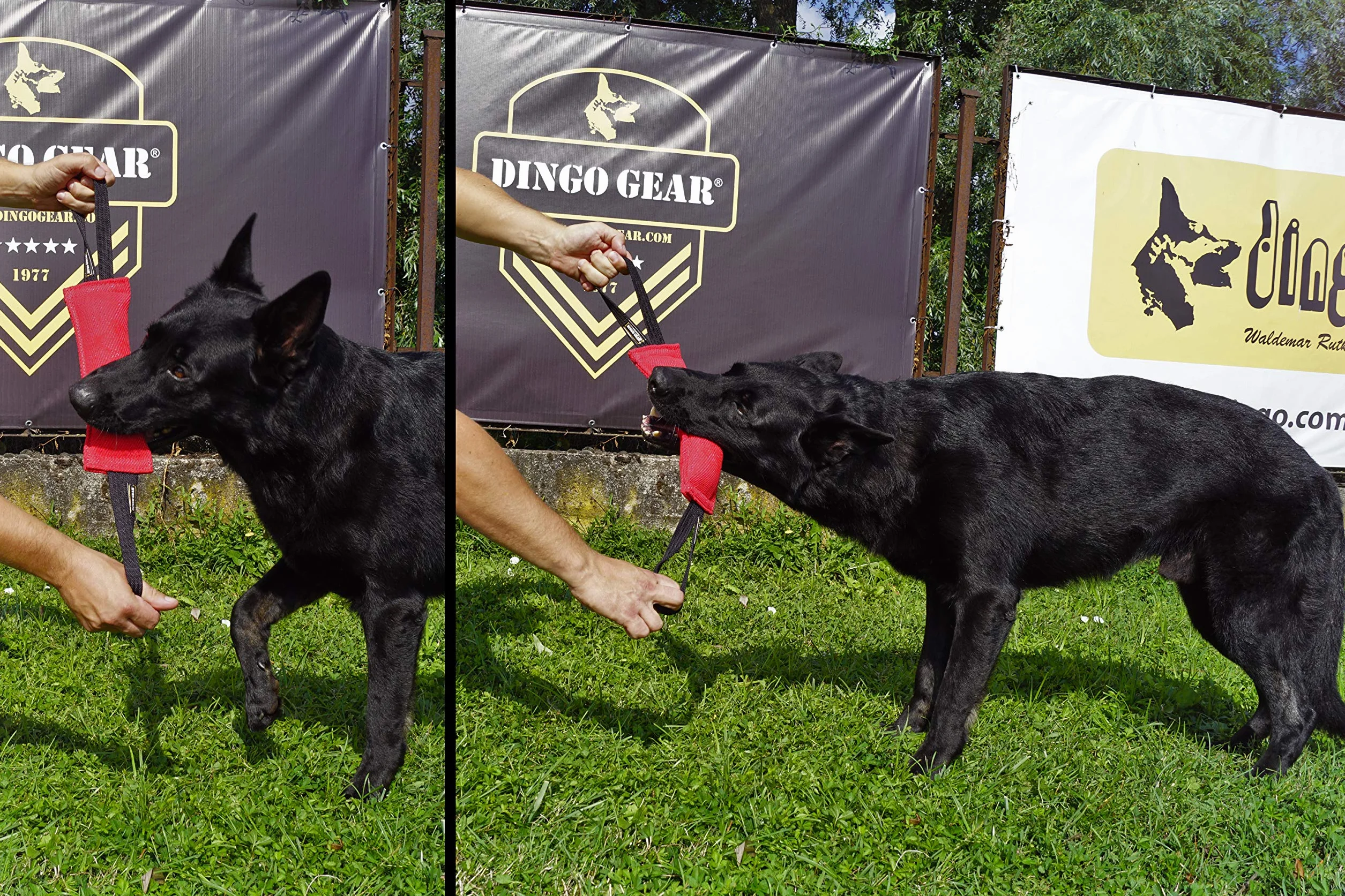 Dingo Gear - Rimorchiatore in Nylon per addestramento Cani IGP & Fun, 2 Maniglie, Nero, 28 x 7 cm