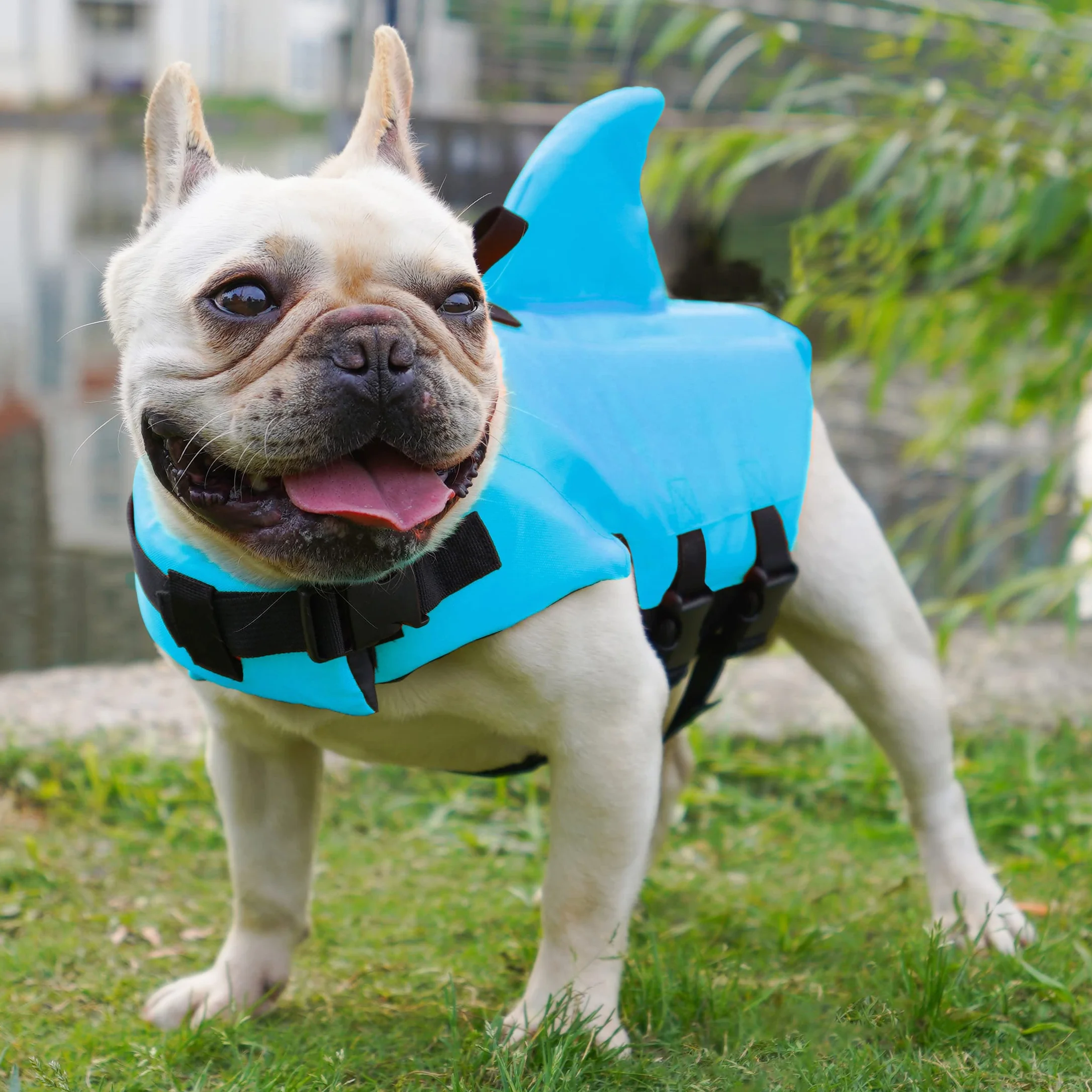 Giubbotto Salvagente Cane Squalo Galleggiante per Cani Piccola Media Taglia Piscina Mare (M, Blu)