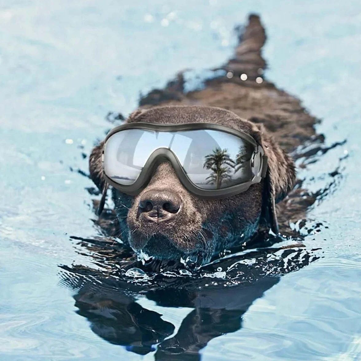 Occhiali da sole per cani medi e grandi, trasparenti con cinghia regolabile, antivento, antipolvere e neve, protezione per animali domestici