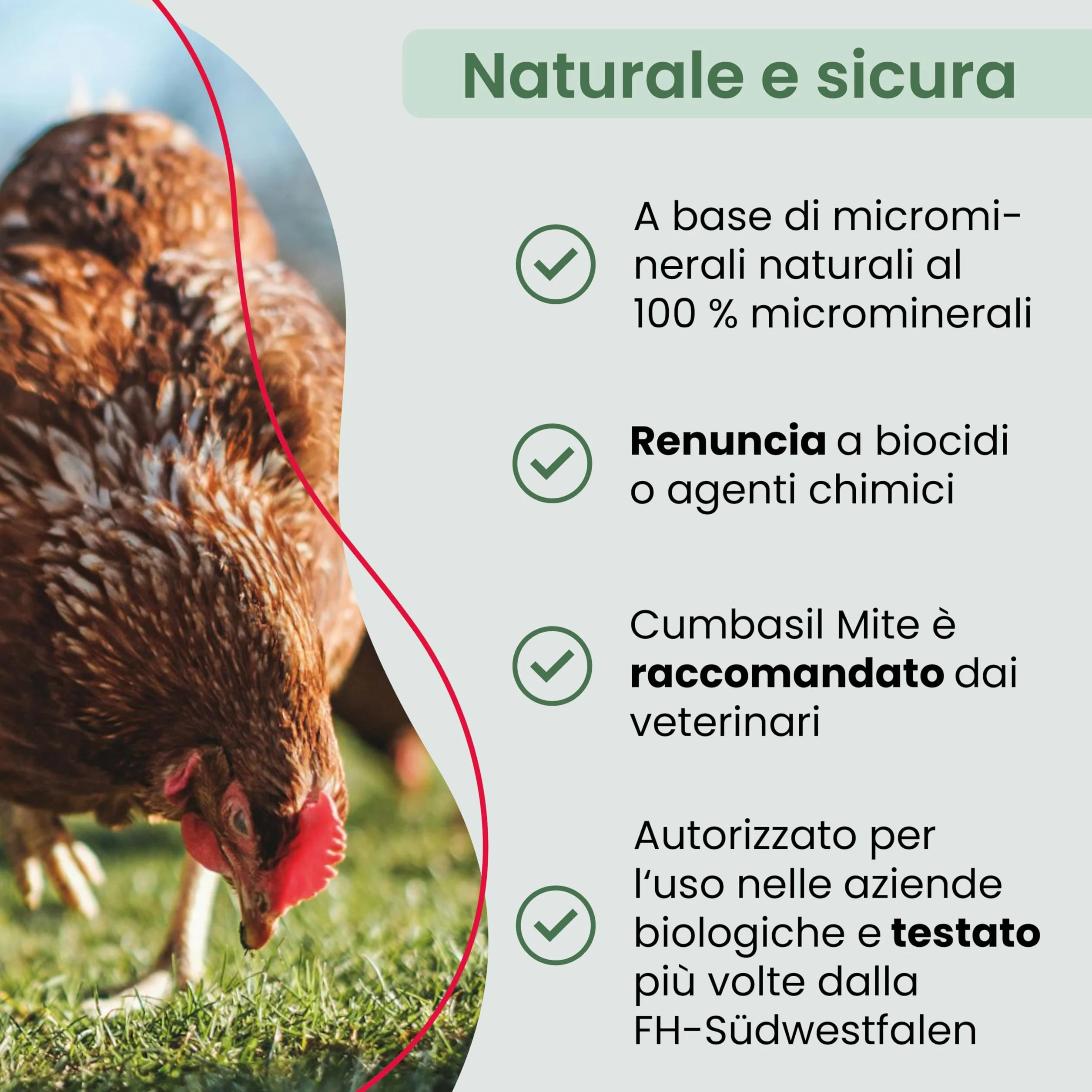 Bagno di polvere antiacaro per polli 25 kg, bagno di sabbia in polvere contro gli acari, rimedio antiacaro per polli, protezione antiacaro naturale, polvere