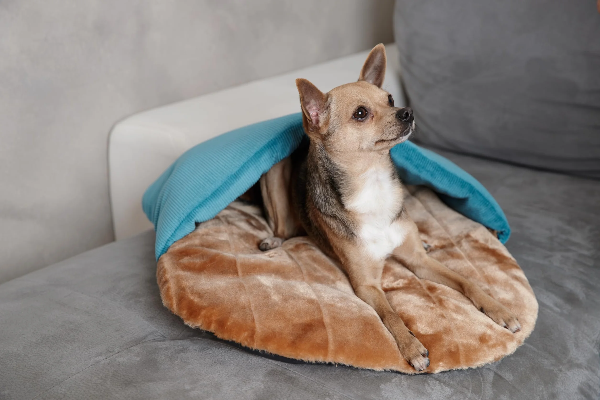 Cuccia a Tana per Cani Piccoli e Gatti – Effetto Rifugio Morbido e Avvolgente – Letto a Forma di Ciabatta – Lavabile in lavatrice– Made in Italy – Tessuti Riciclati