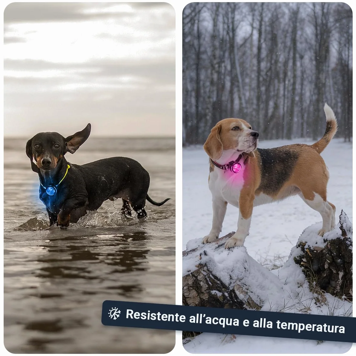 PAJ LIGHT MINI - LED Ultraluminoso per Collari e Pettorine - Cani Piccoli, Medi e Gatti - Regolazione Flessibile - 100% Impermeabile - 7 Colori - Sicurezza e Visibilità Notturna