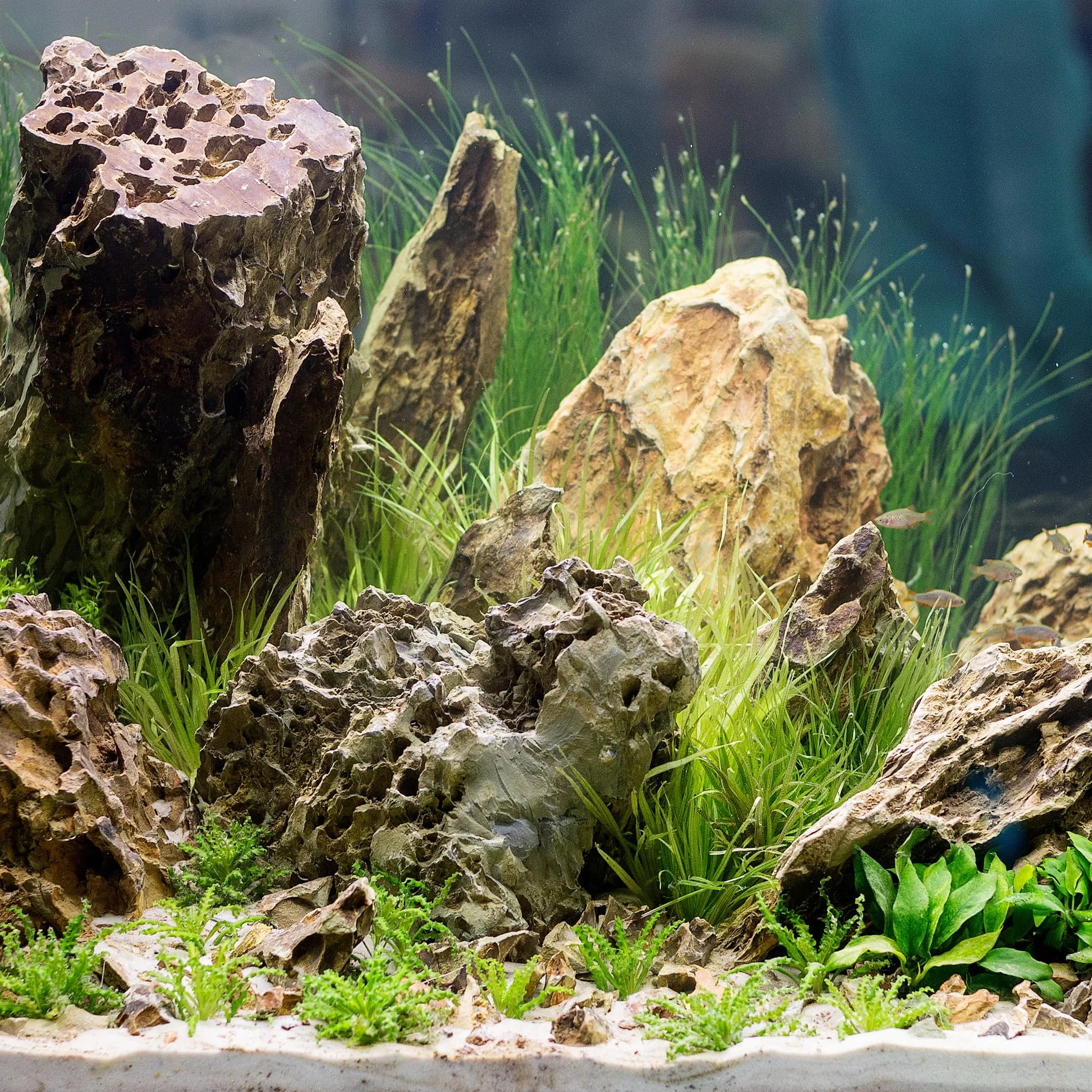 Pietra Naturale del Drago da 15,5 a 20,3 cm, 6 Pezzi per Acquario, paesaggistica, terrari, Decorazione per acquari, vivari, paludari, rettili e Anfibi