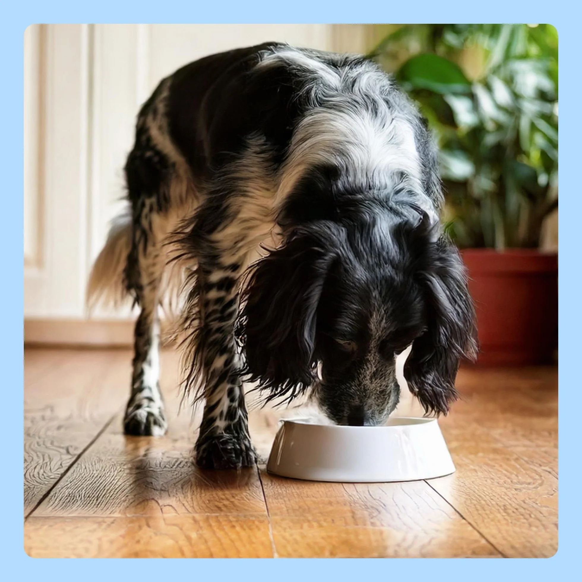 Cibo Umido per Cani by Amazon, Paté di Manzo, 300g, Confezione da 10