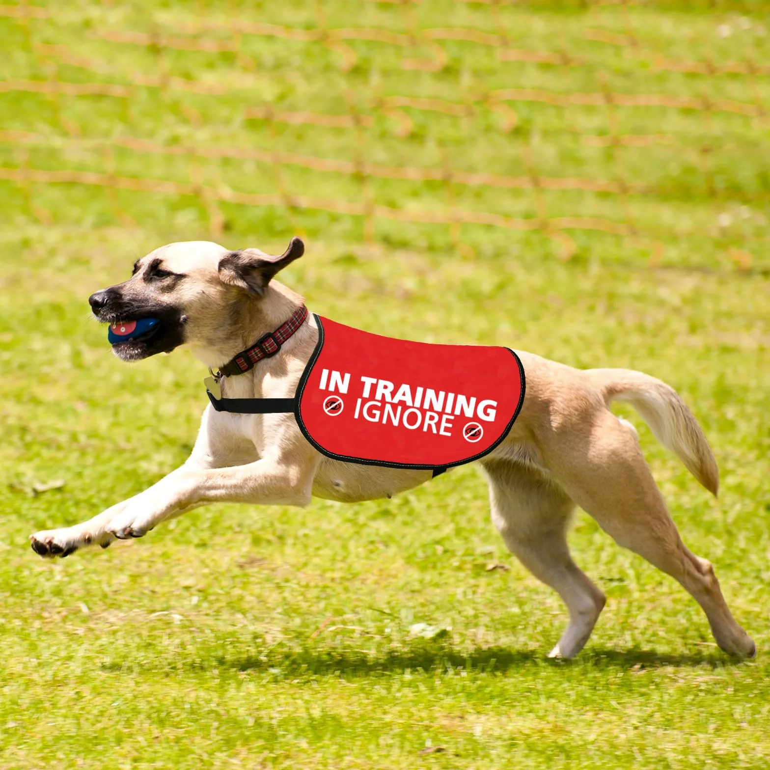 Giubbotto per cani con scritta Nervous Ansious (M)